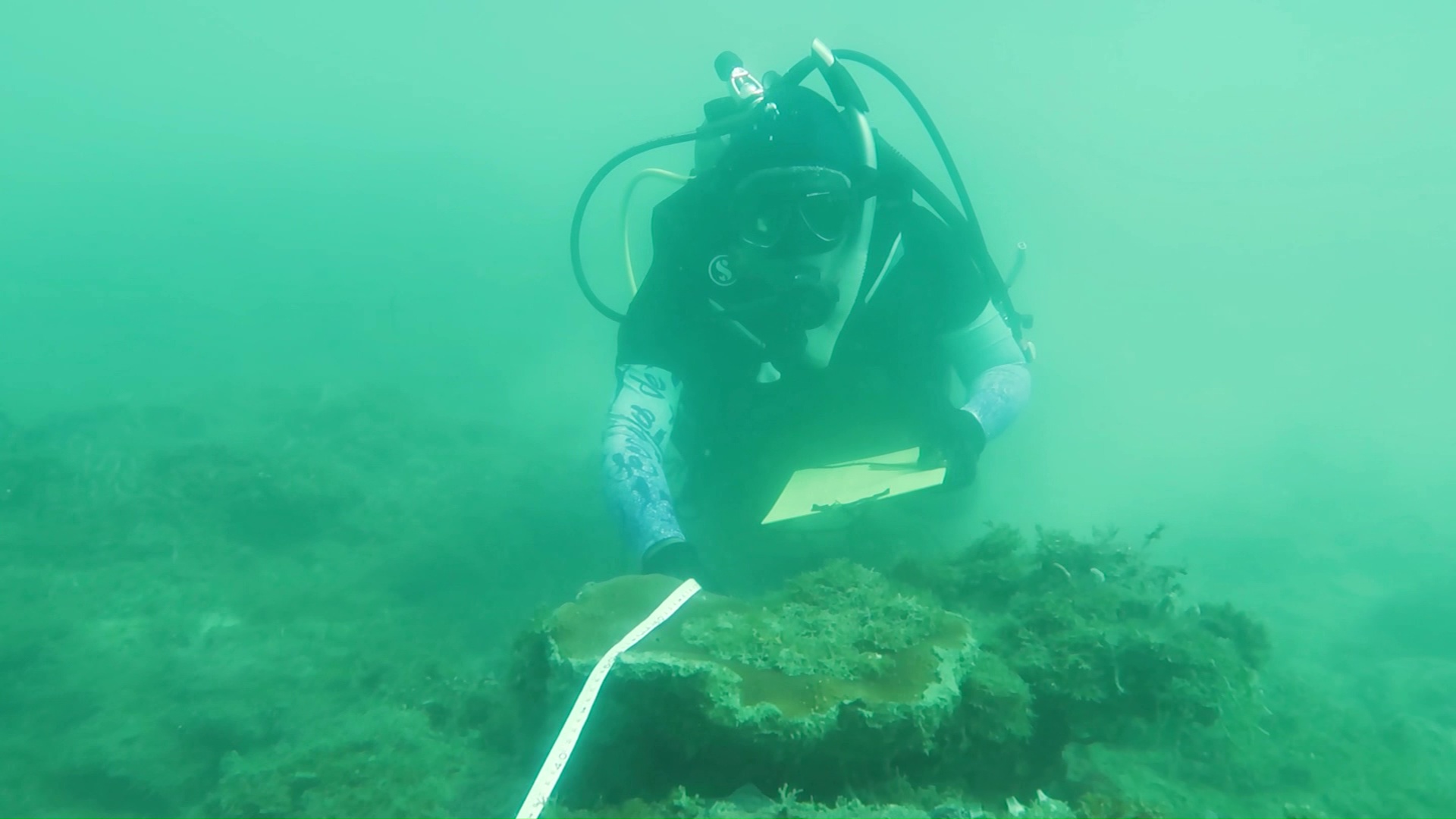 Caracterizan ecosistema coralino en San Juan de Urabá