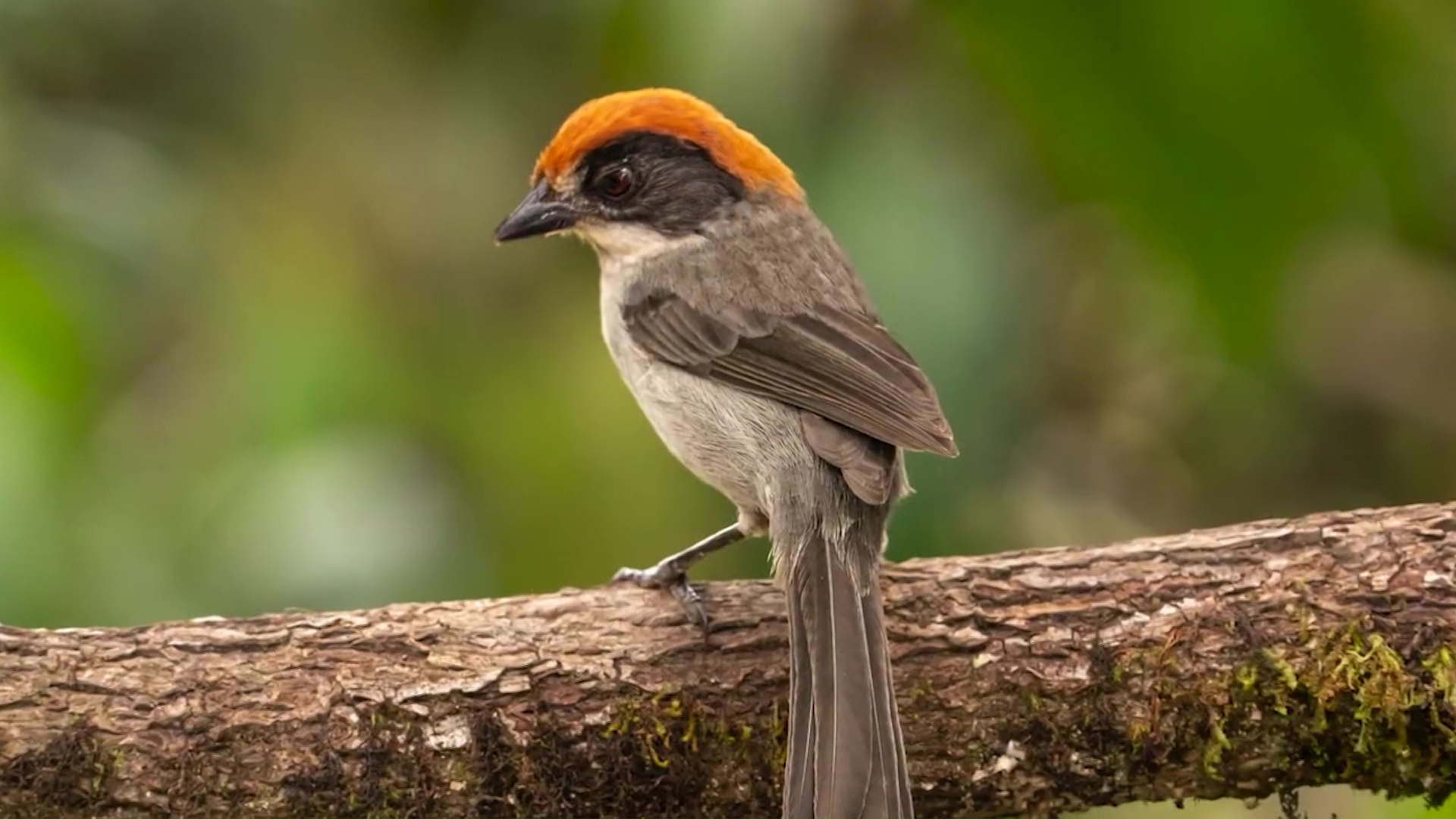 El ‘Montañerito Paisa’, ave endémica de Antioquia
