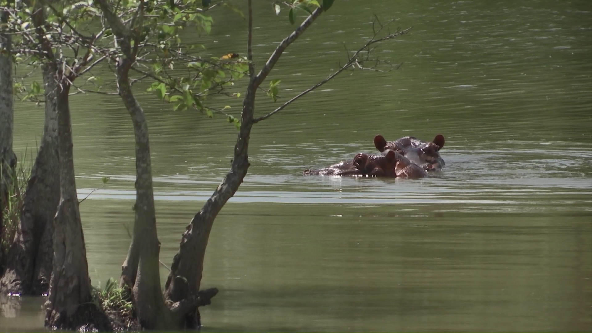 Hipopótamos a México e India últimos trámites