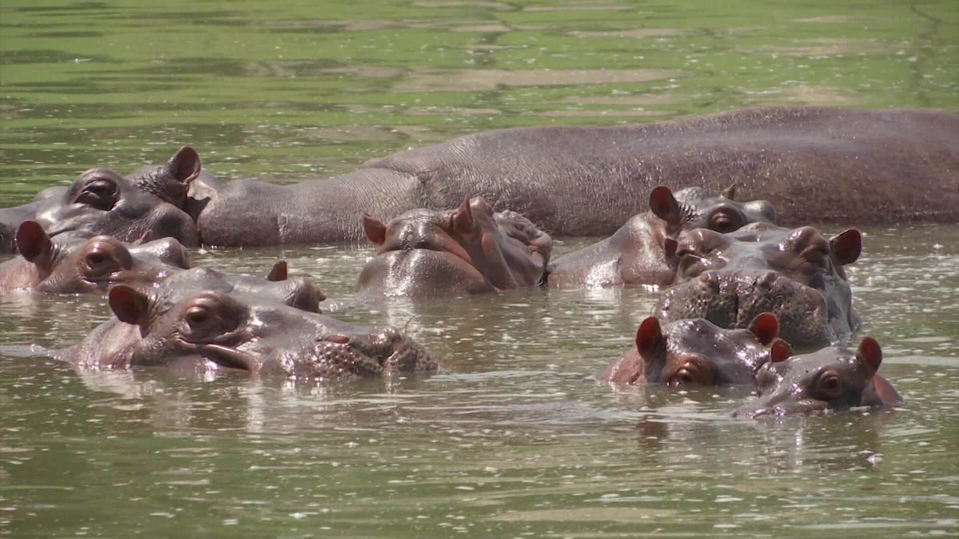 "Los hipopótamos no deben estar libres sino confinados"