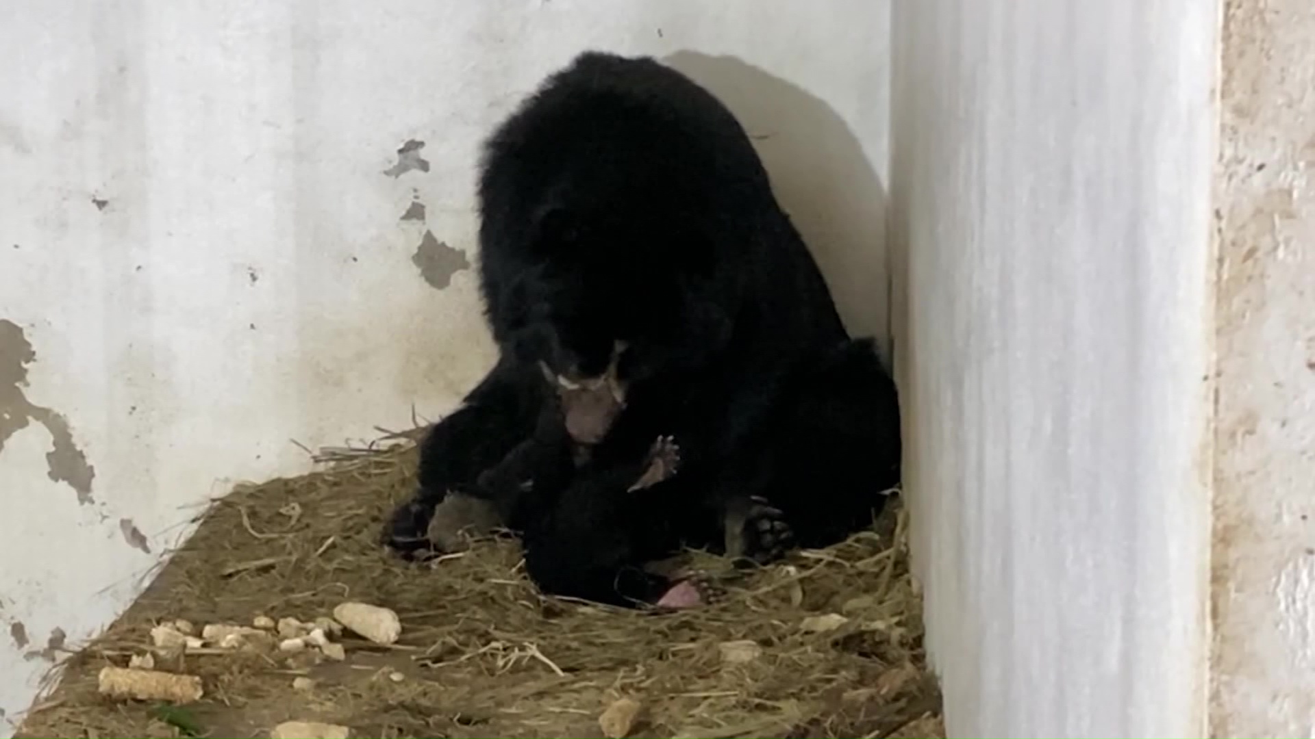 Nace un oso andino en el Parque de la Conservación