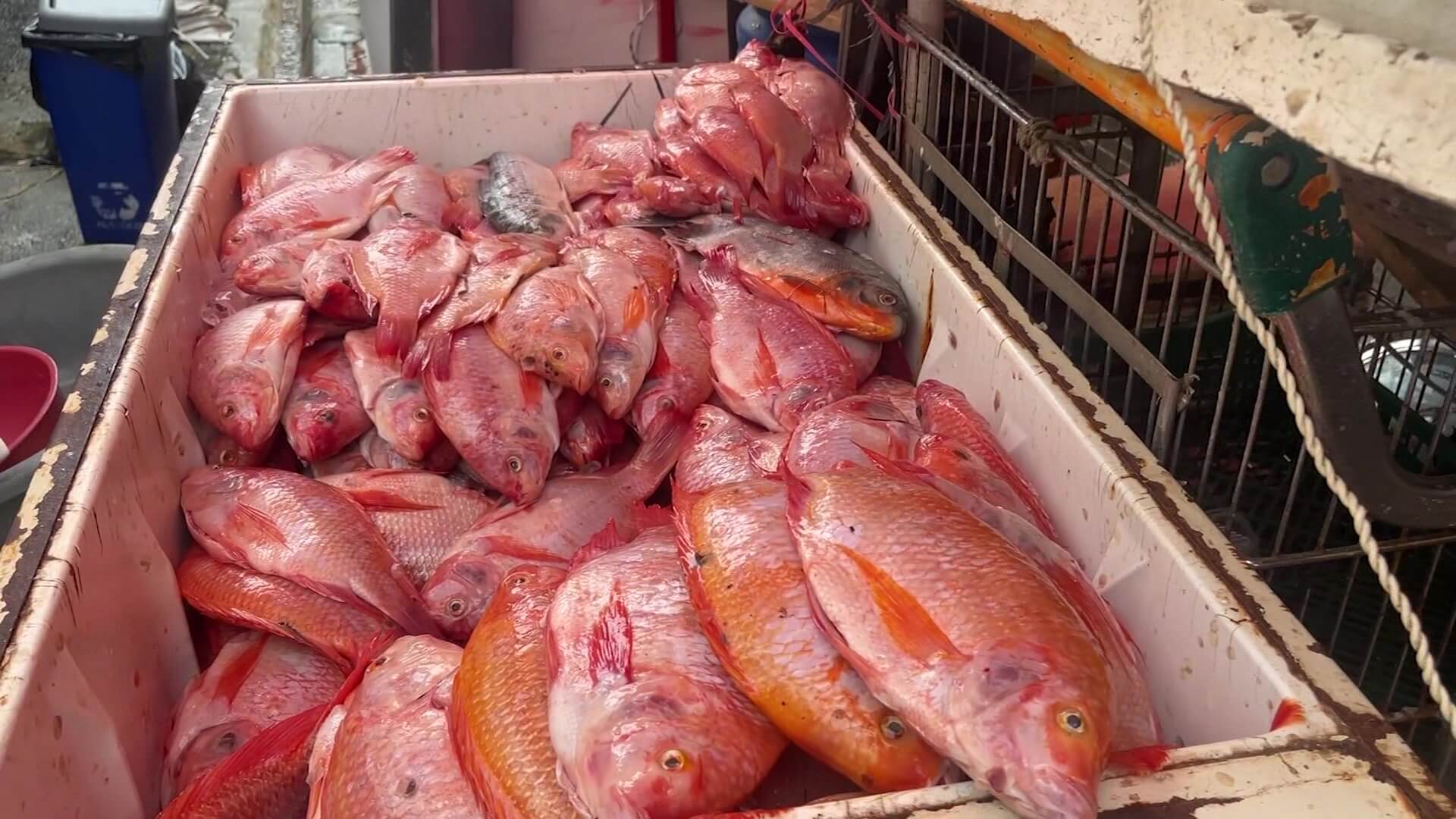 Recomendaciones para el consumo de pescado