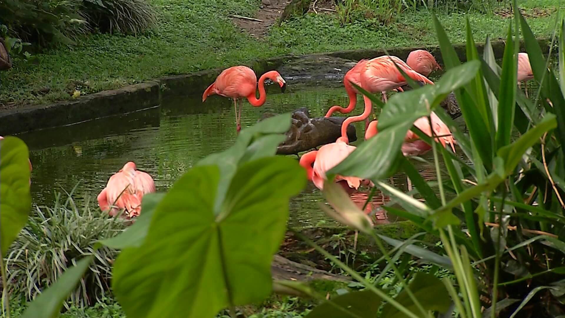 Semana Santa: buscan evitar tráfico de flora y fauna