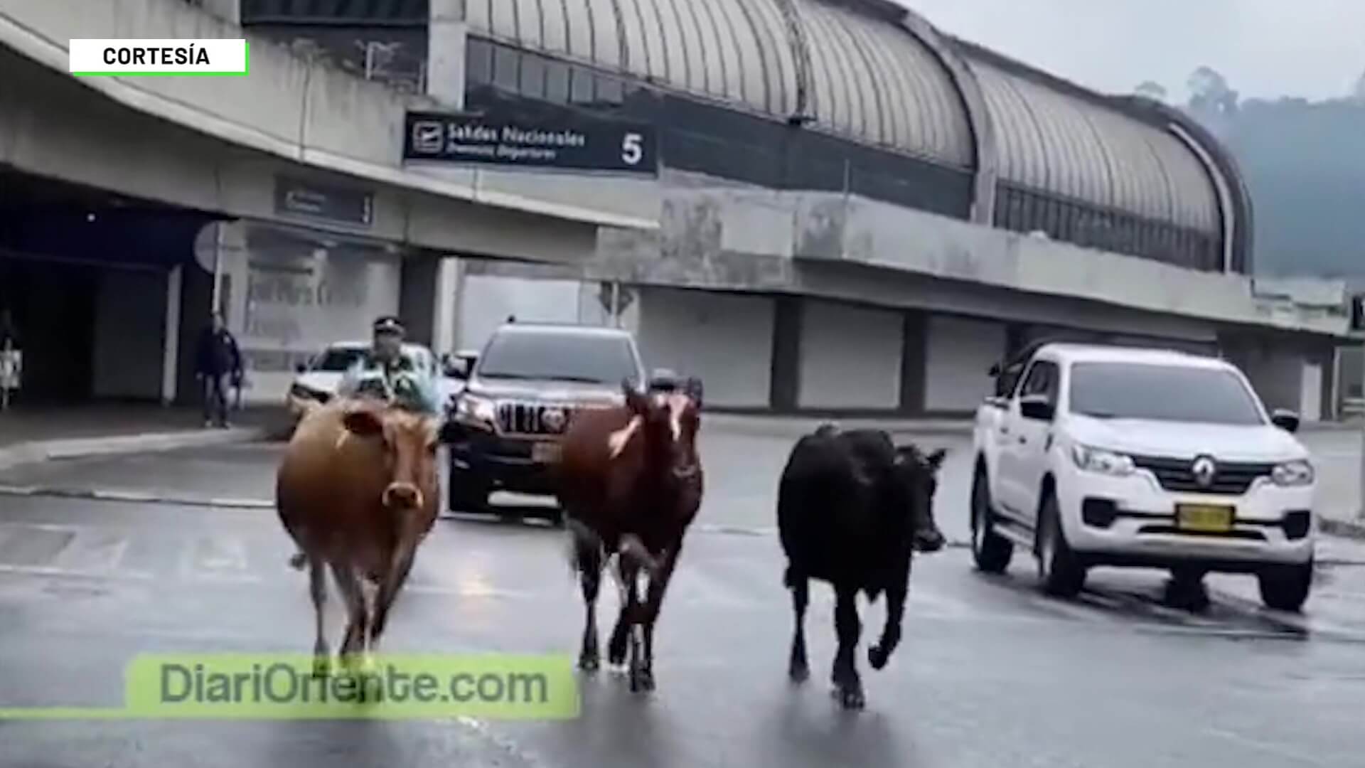 Tres vacas irrumpen en el José María Córdova