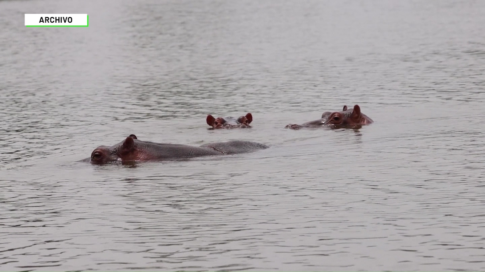 Doradal muere hipopótamo tras chocar con vehículo