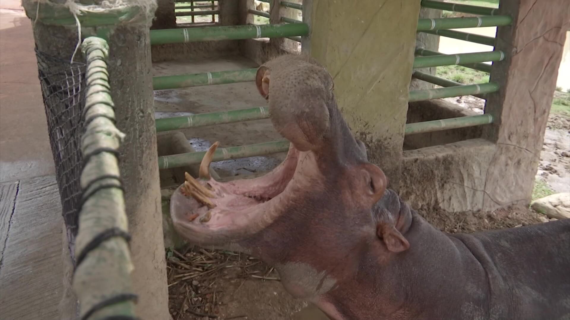 Estudian medidas para controlar los hipopótamos