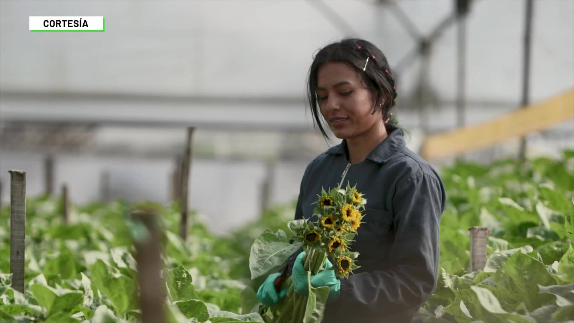 Expectativa por exportación de flores US$63 millones