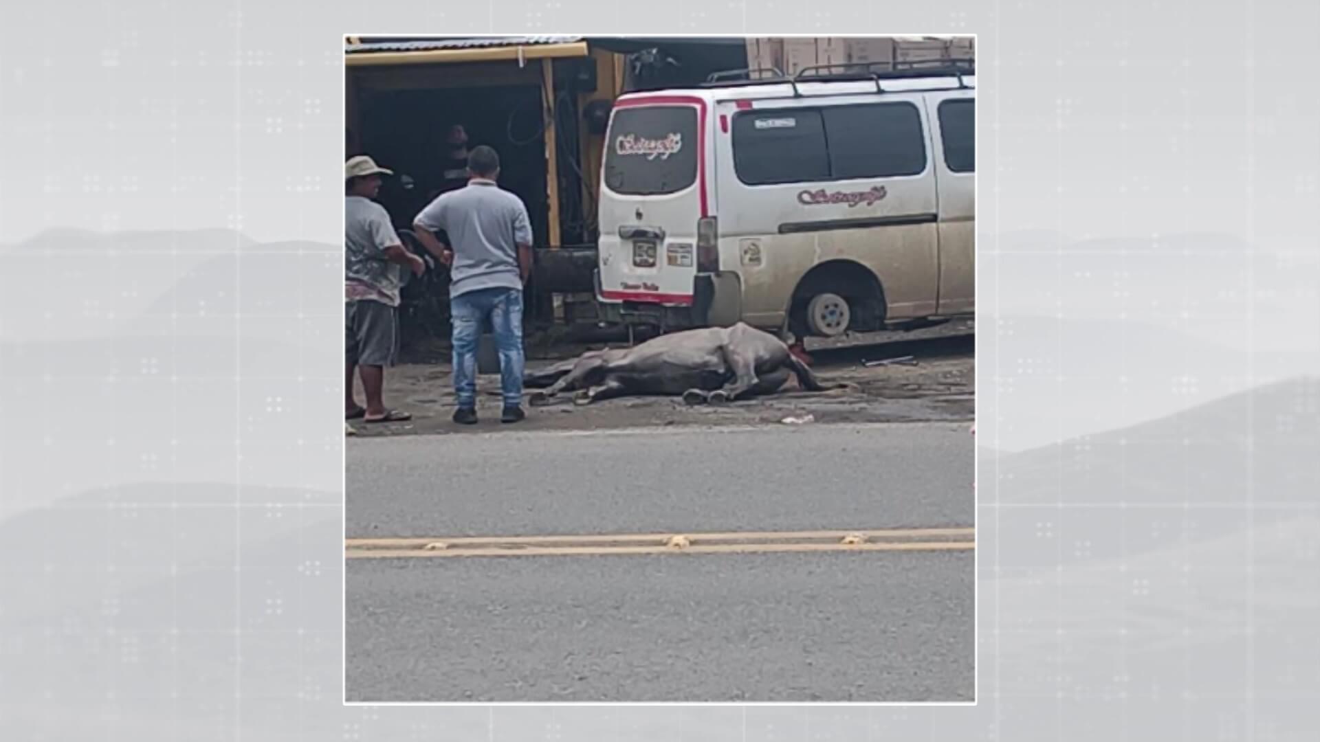 Judicializado por muerte de caballo en vía pública