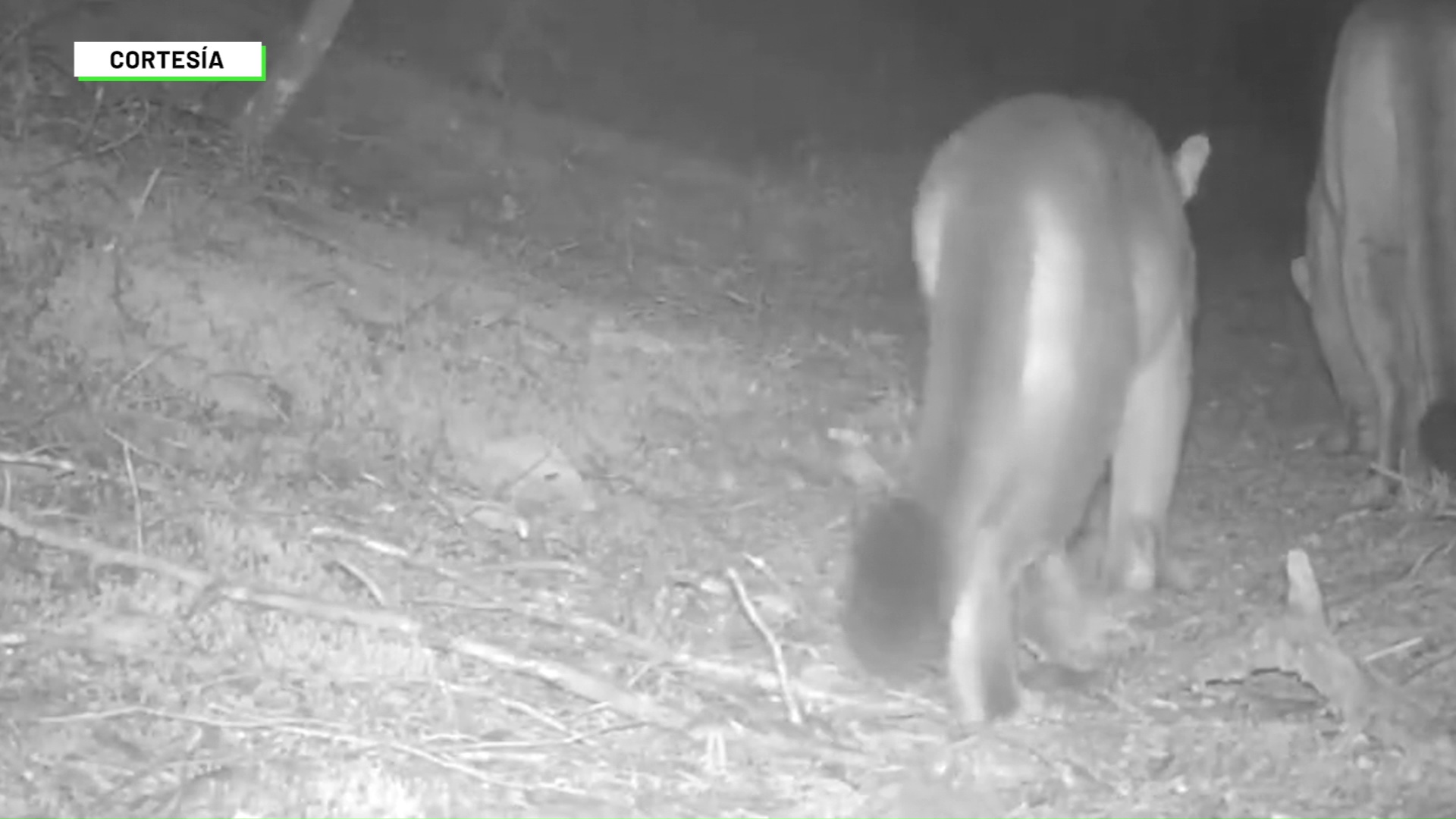 Reserva La Romera: cámaras captan pareja de pumas