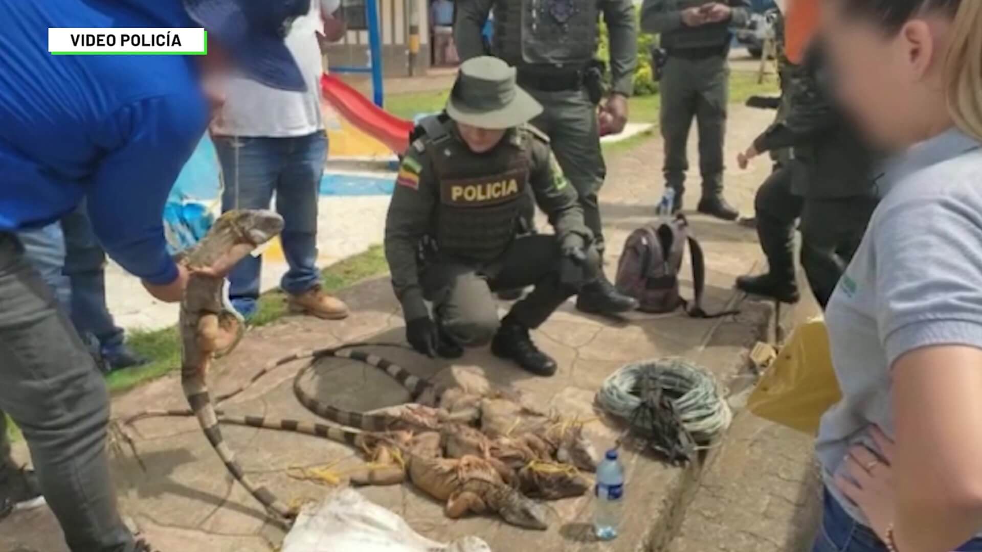 Tenía ocho iguanas para comercializar