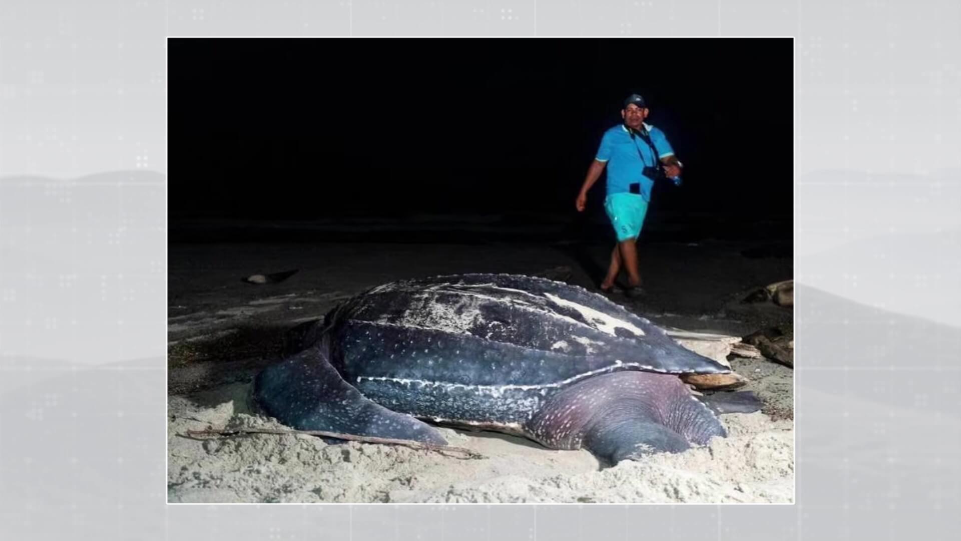 Tortuga Caná fue encontrada muerta