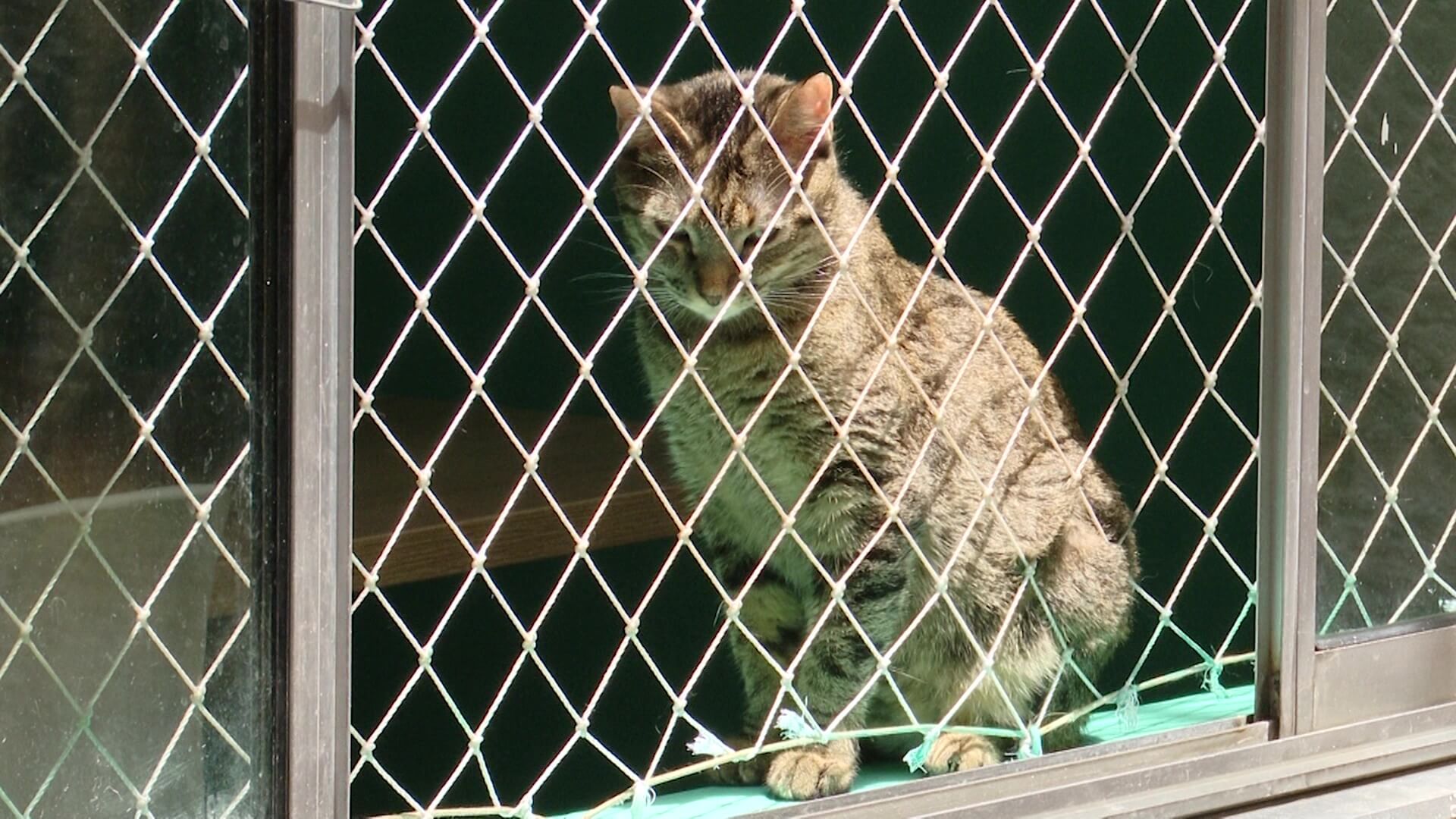 700 perros y gatos han sido rescatados en la ciudad