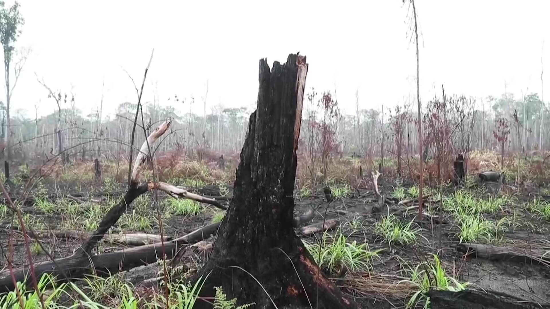 Emiten nueva alerta por deforestación en Antioquia