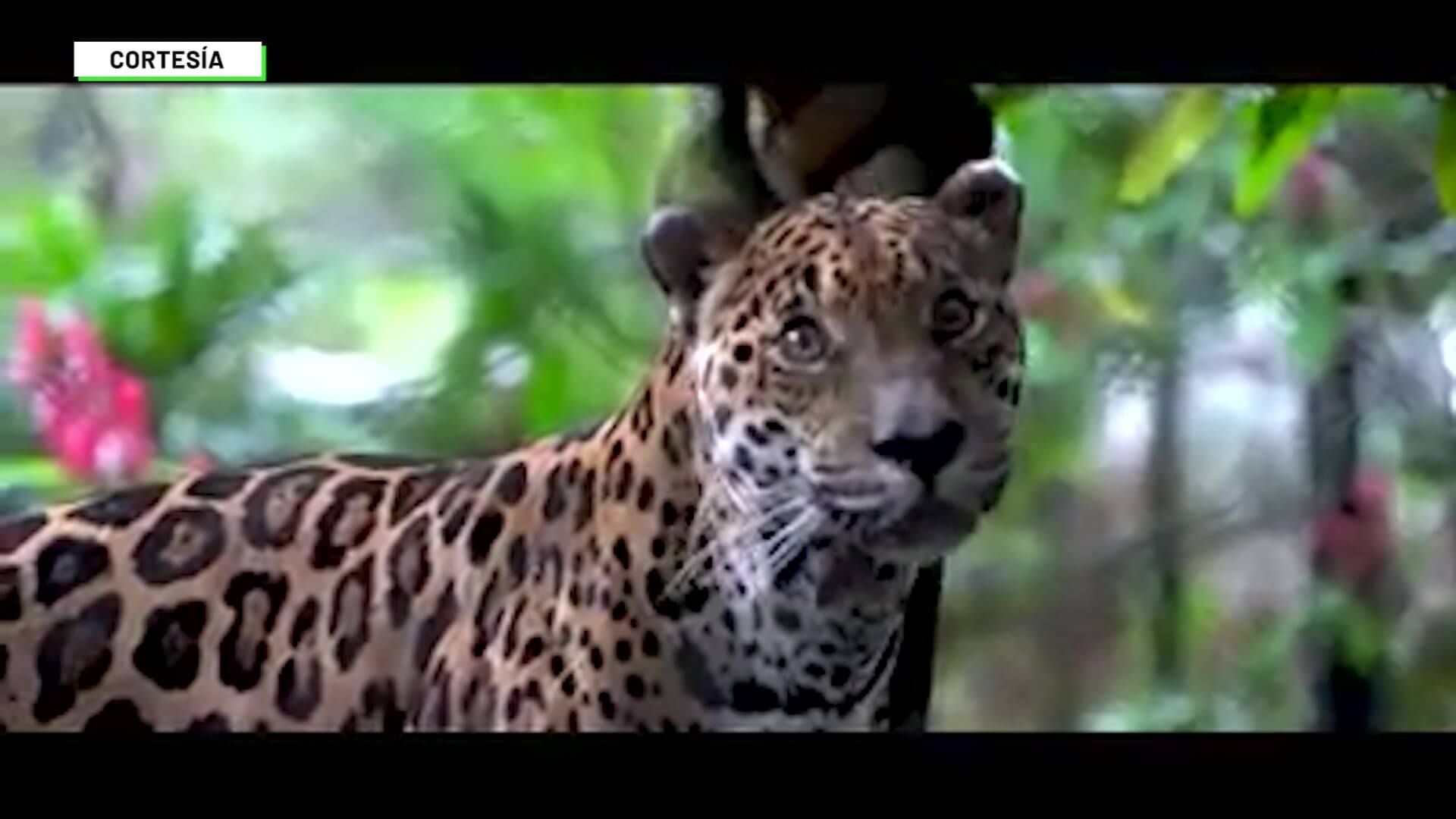 Recompensa de $20 millones por asesinos de jaguares