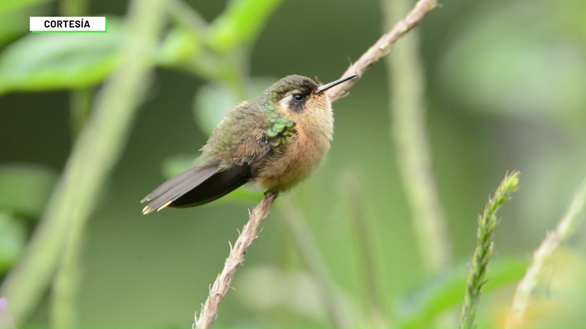 Actualizan estrategia nacional para la conservación de aves