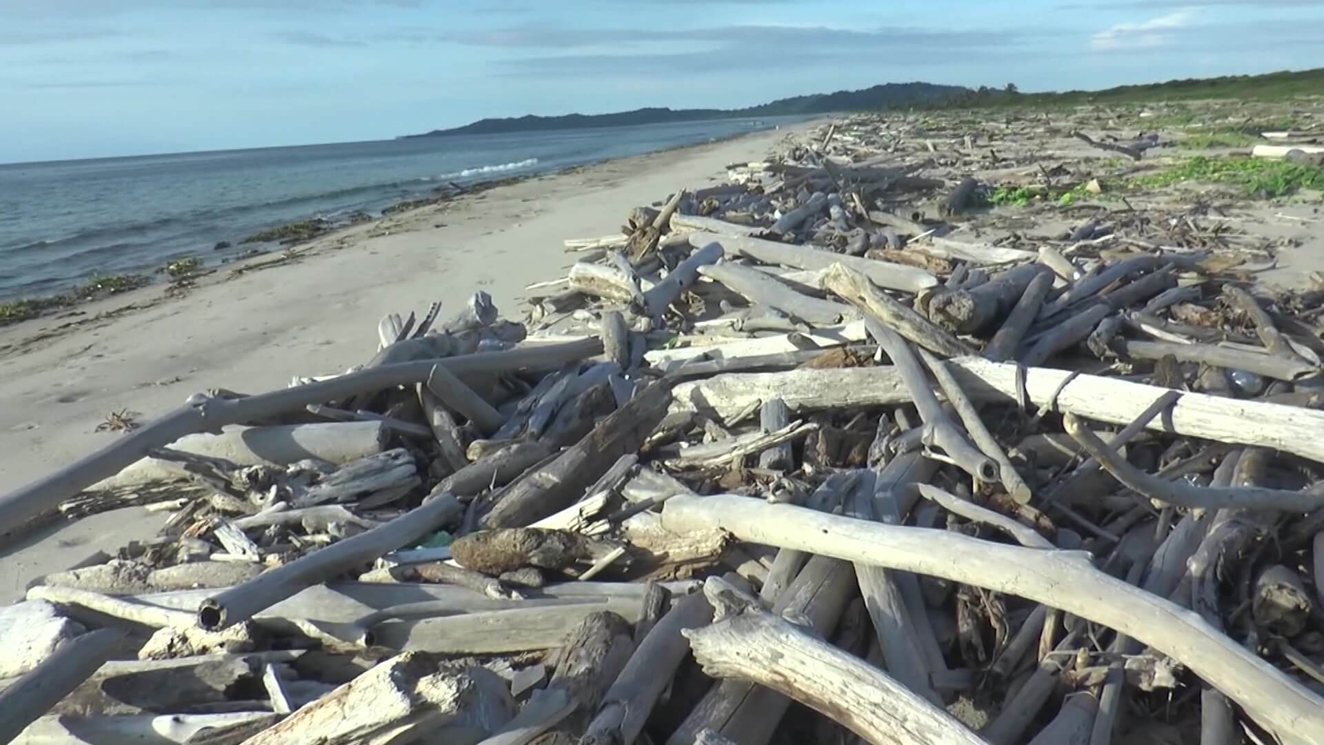 Denuncian saqueo de nidos de tortugas en playas de Necoclí