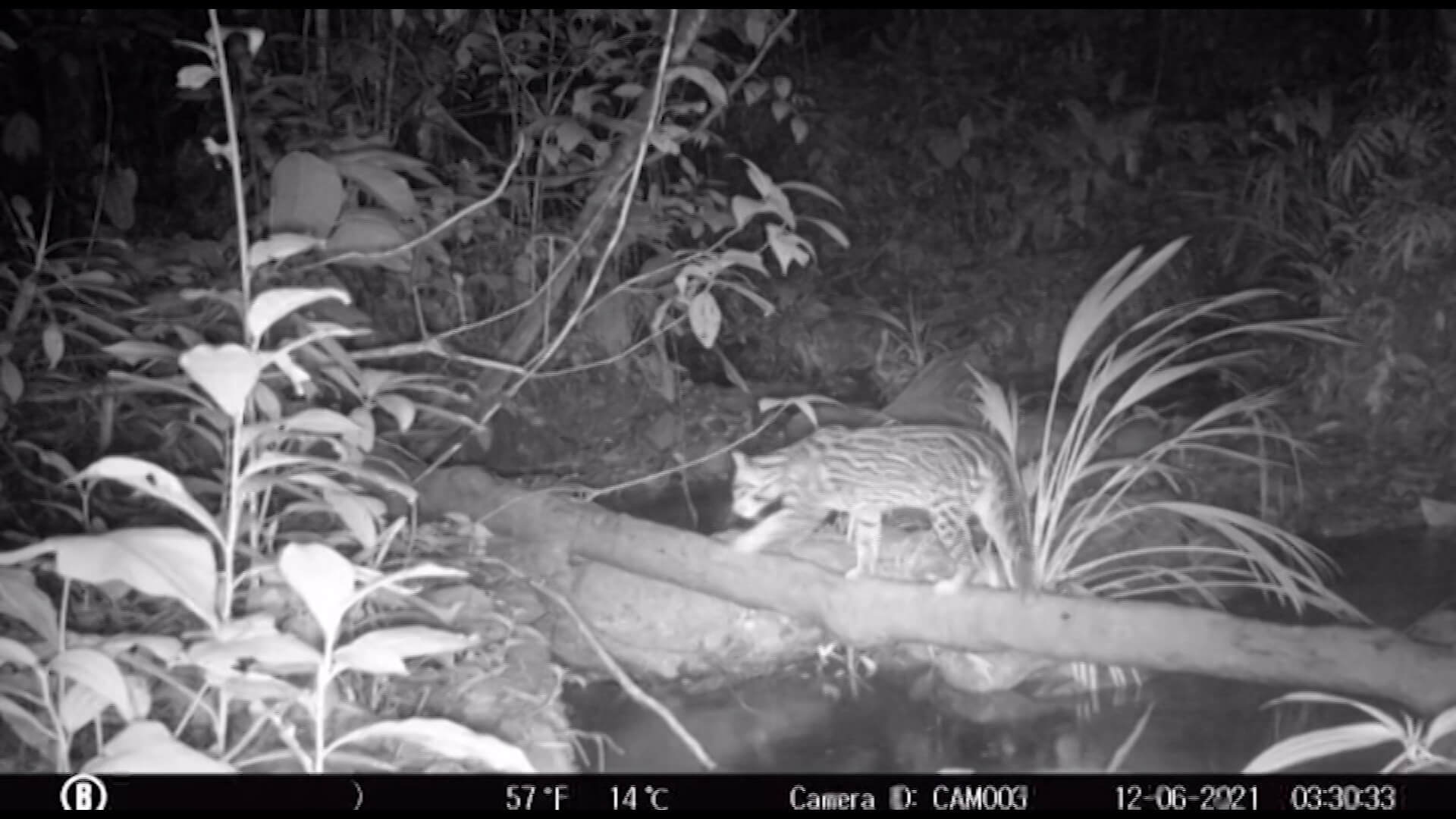 Documental Tras las huellas del jaguar