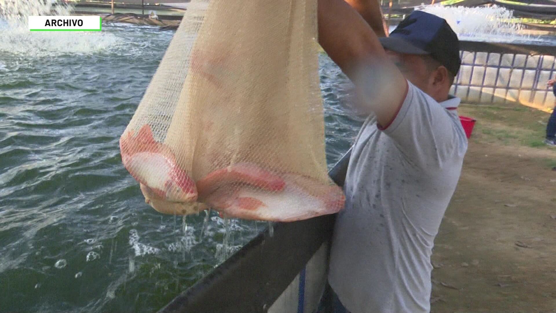 Mueren más de 7 millones de peces por bacteria