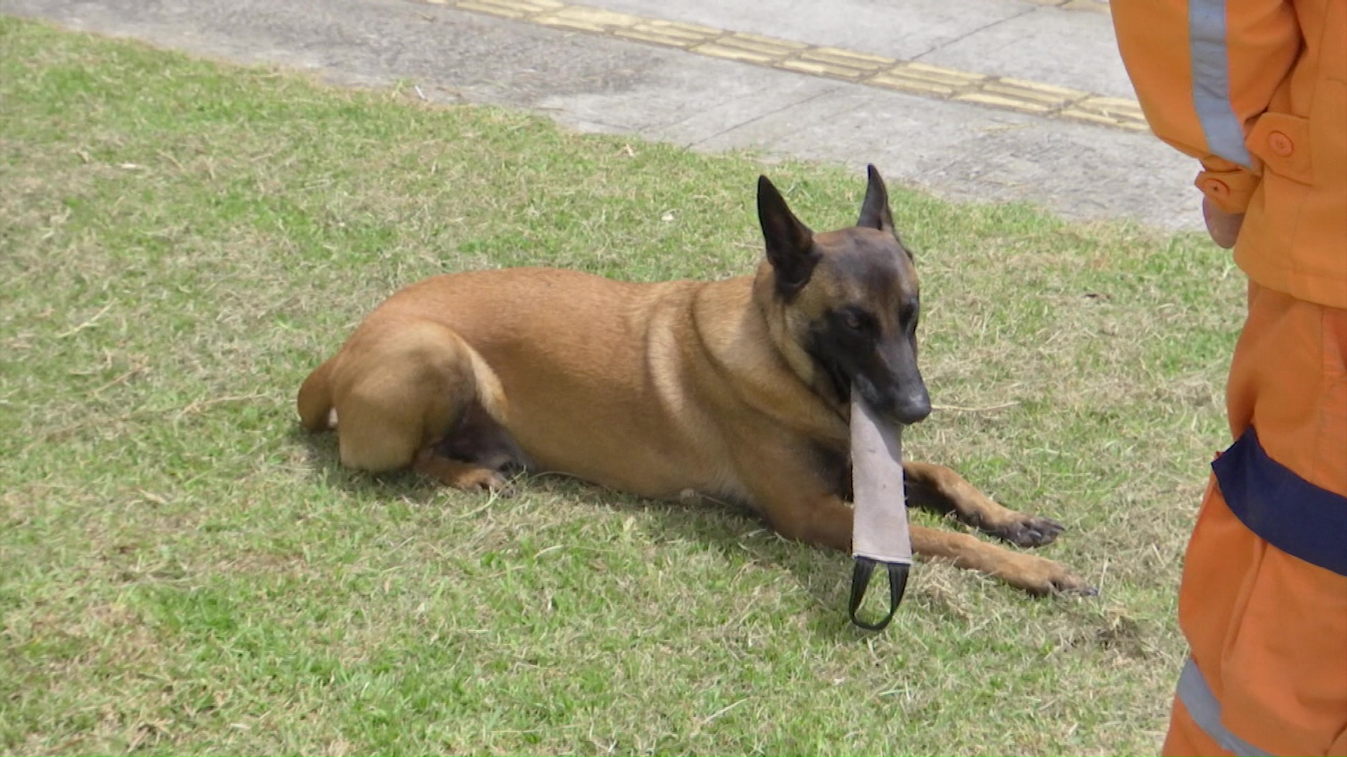 Perros rescatistas fueron claves en la búsqueda