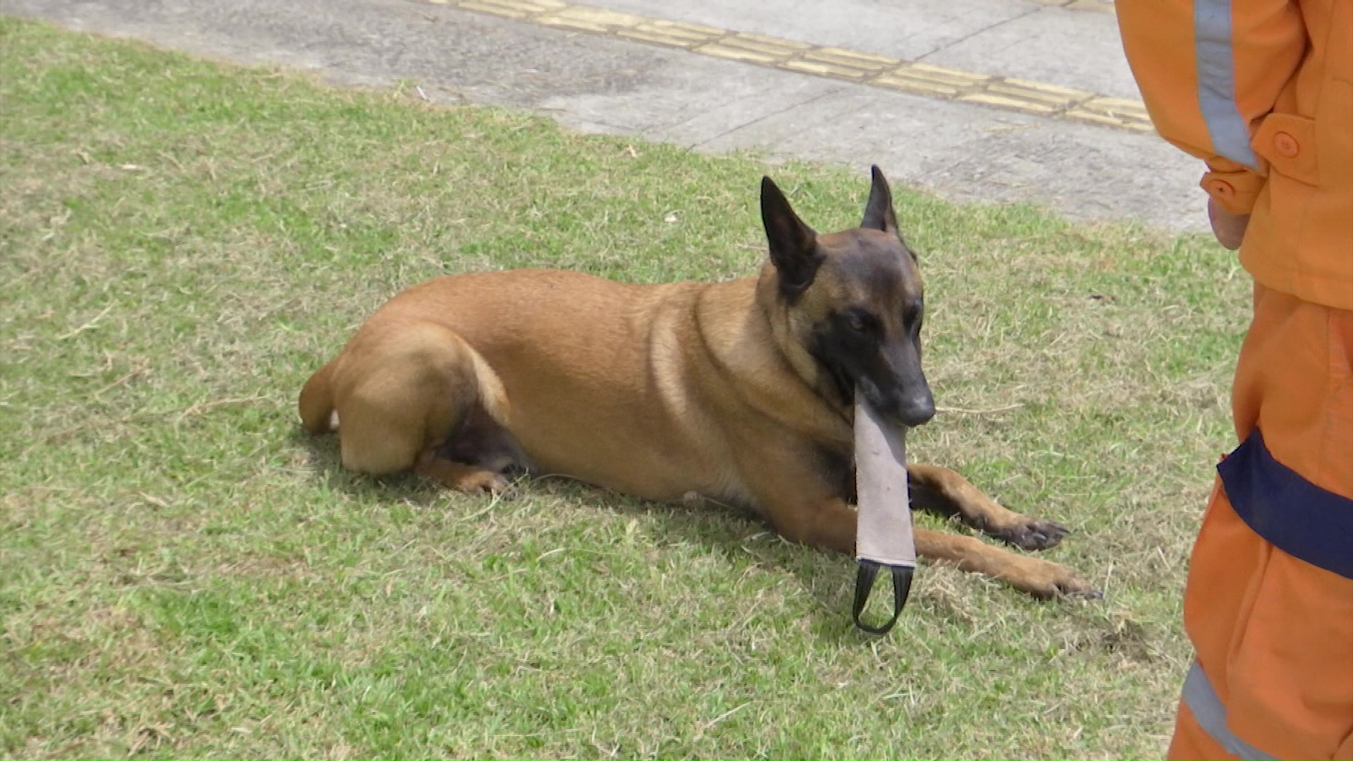 Perros rescatistas fueron claves en la búsqueda