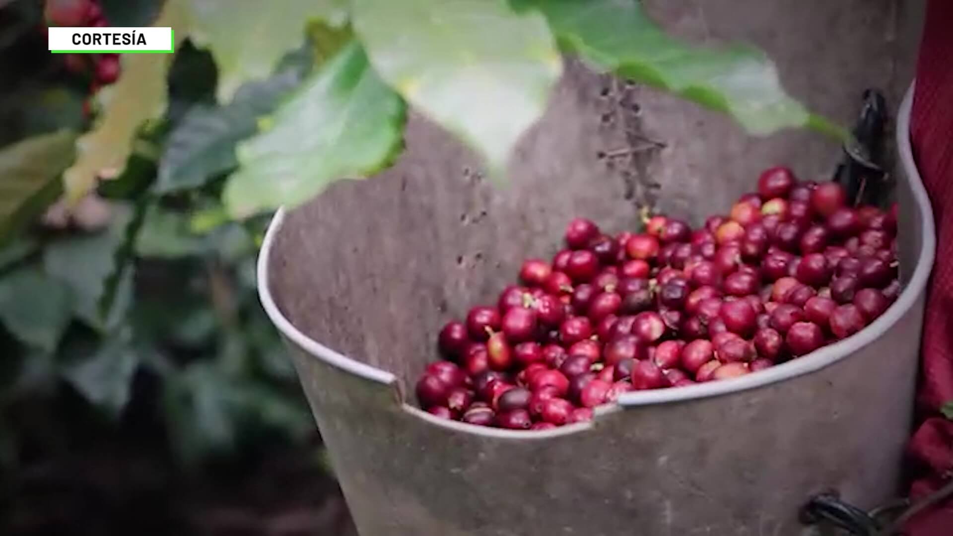 Primer Festival del Café en el Suroeste antioqueño