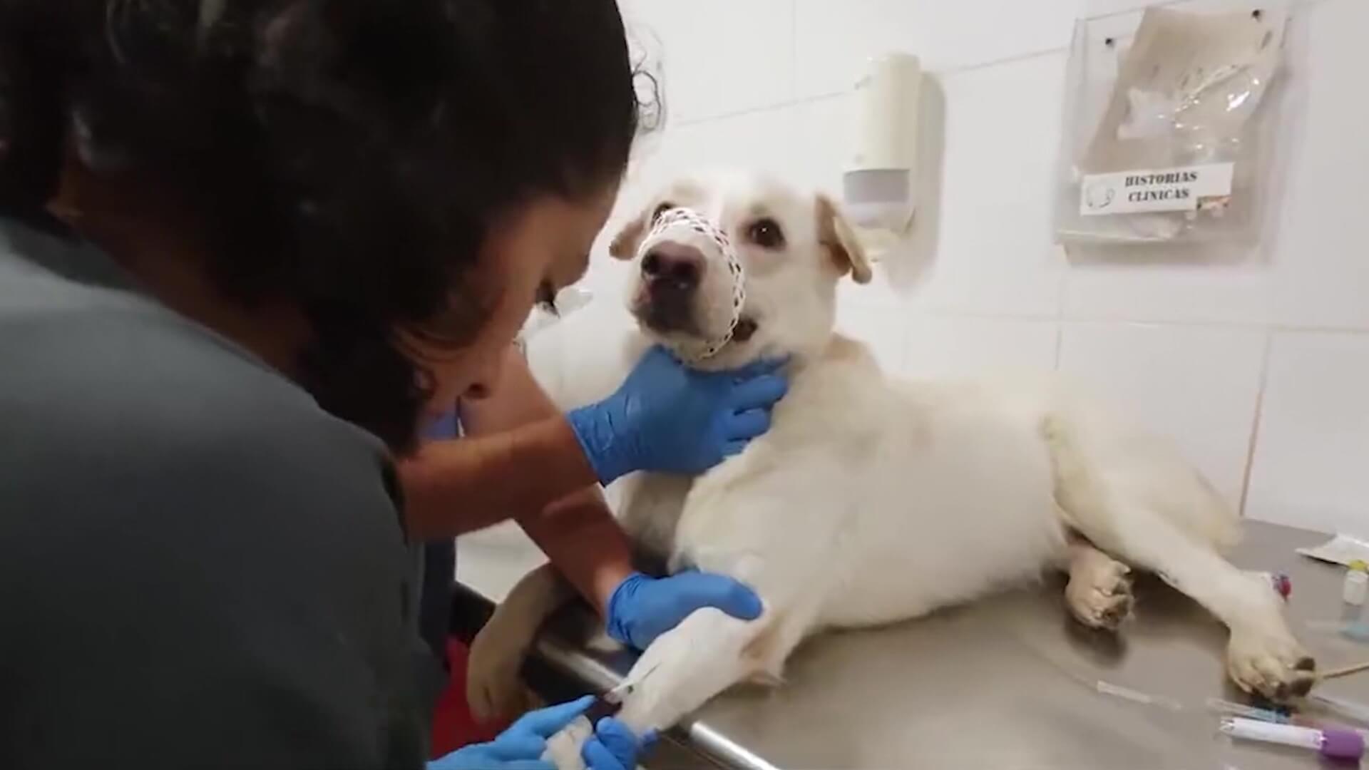 Rescatan a perro lanzado al río por sus dueños