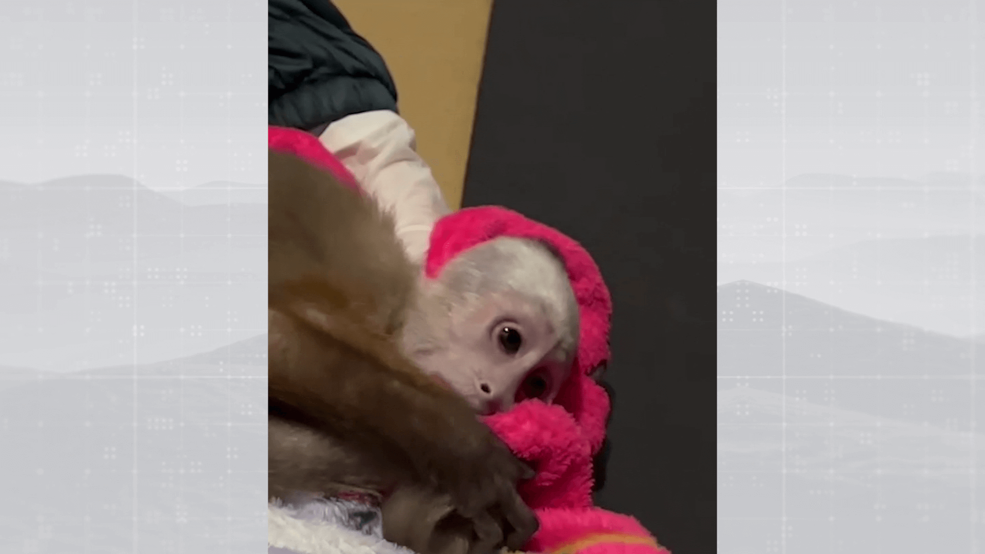 Rescatan un mono capuchino en mal estado
