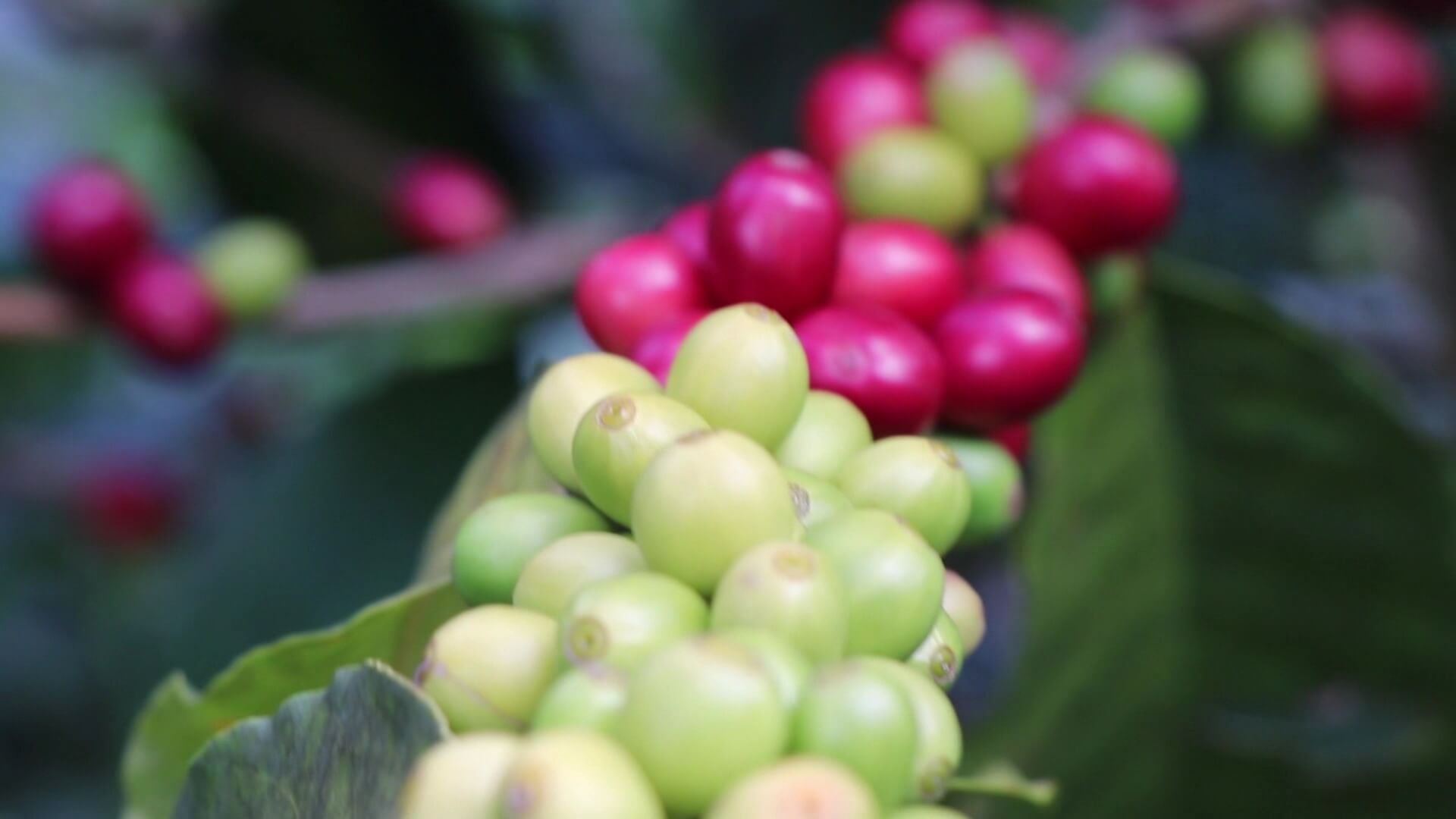 Crecen exportaciones de café