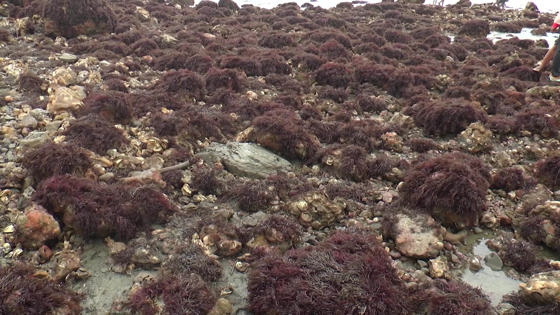 ¿Por qué emerge y desaparece islote en San Juan de Urabá?