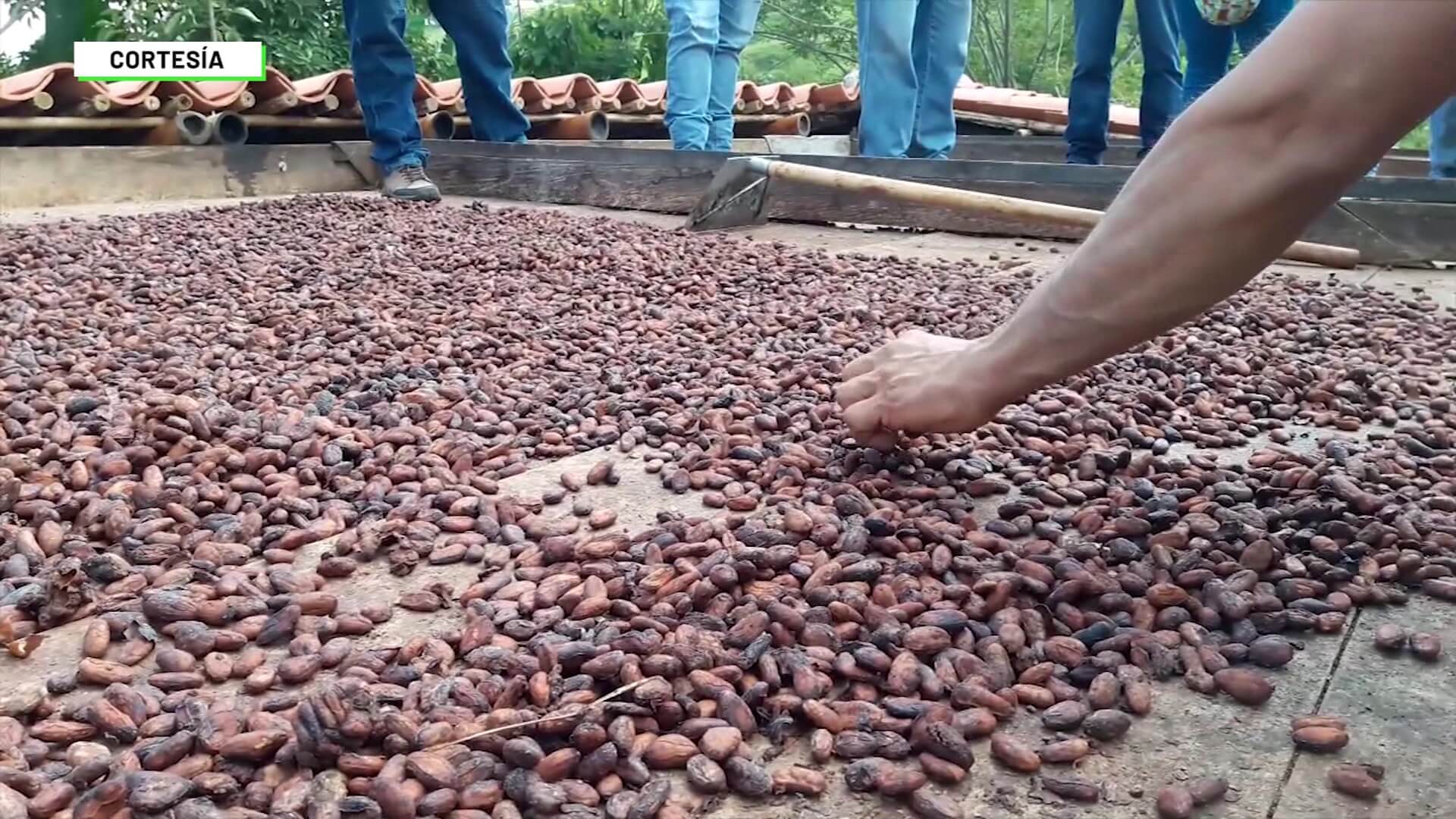 Crecen exportaciones de cacao