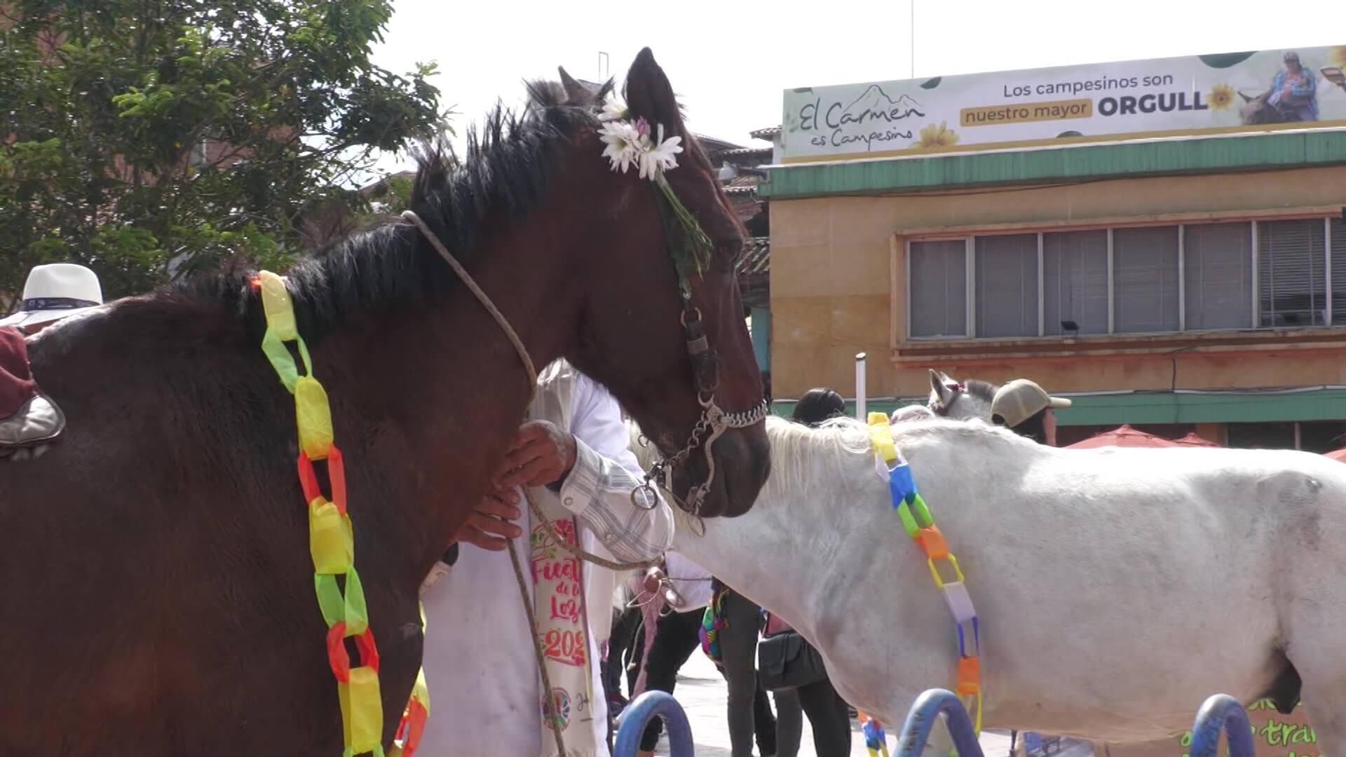 Tracción animal: continúa programa de sustitución en el Oriente