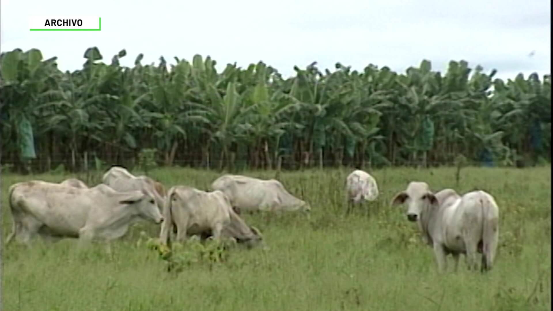 Recuperan 17 de las 42 reses hurtadas en San Carlos