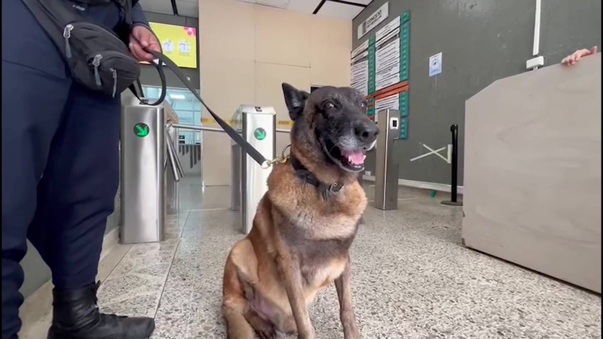 Inició censo para registro de animales de compañía