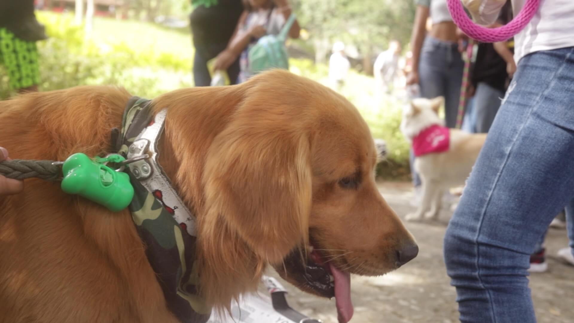 Promueven la adopción responsable en el municipio de Amalfi