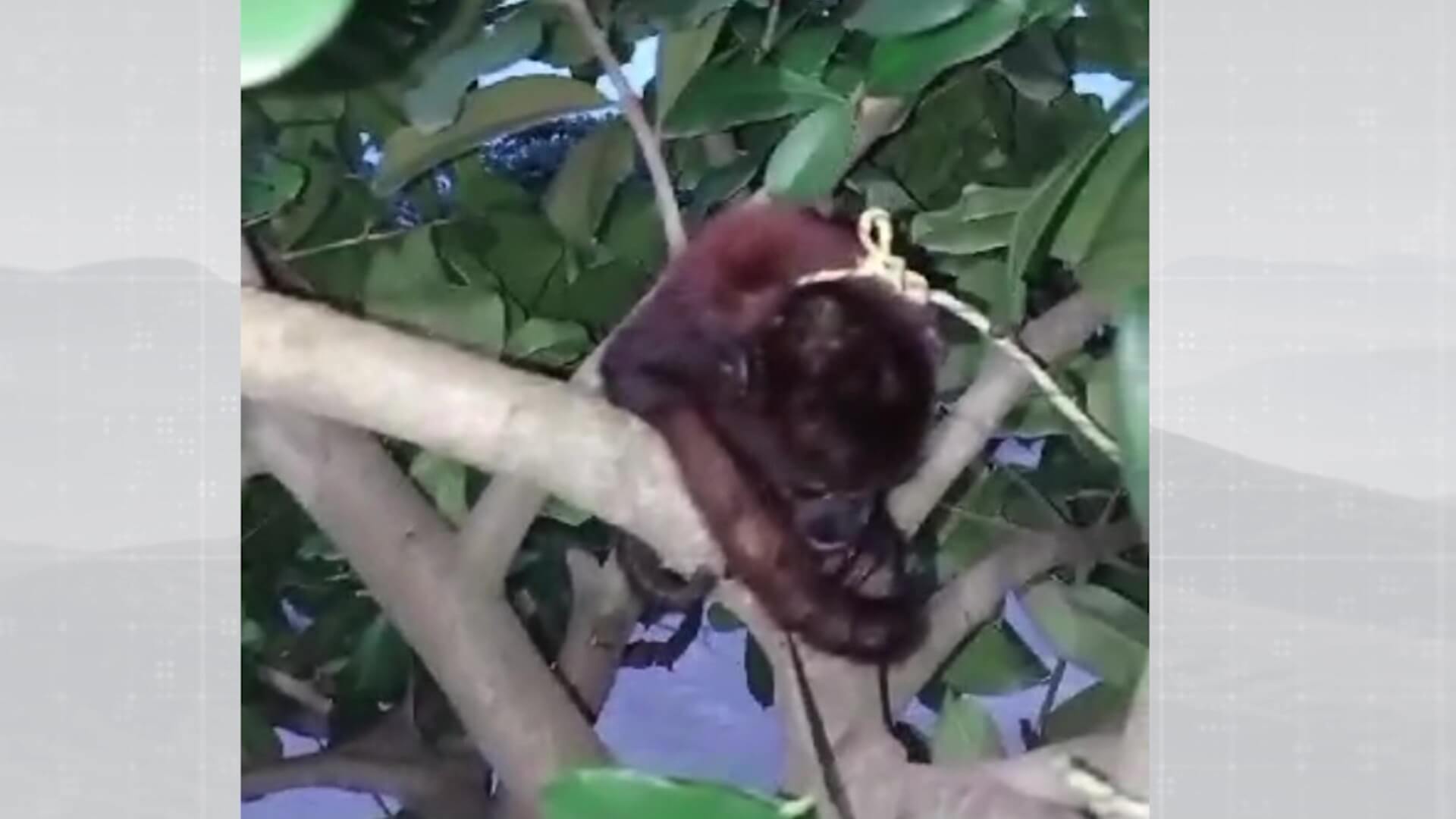 Rescatan mono aullador del tráfico de fauna