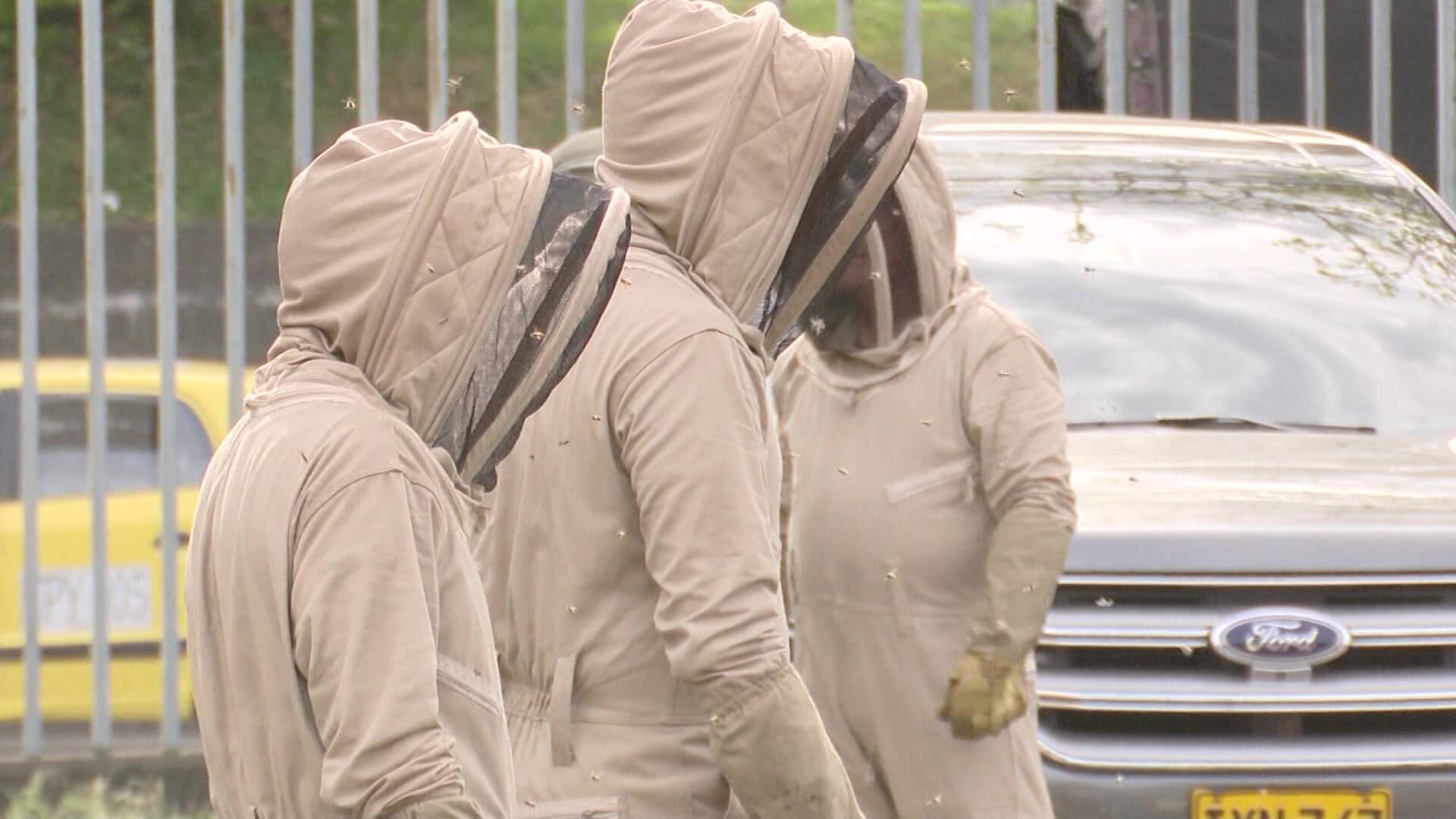 Ataque de abejas africanizadas en la Terminal Norte