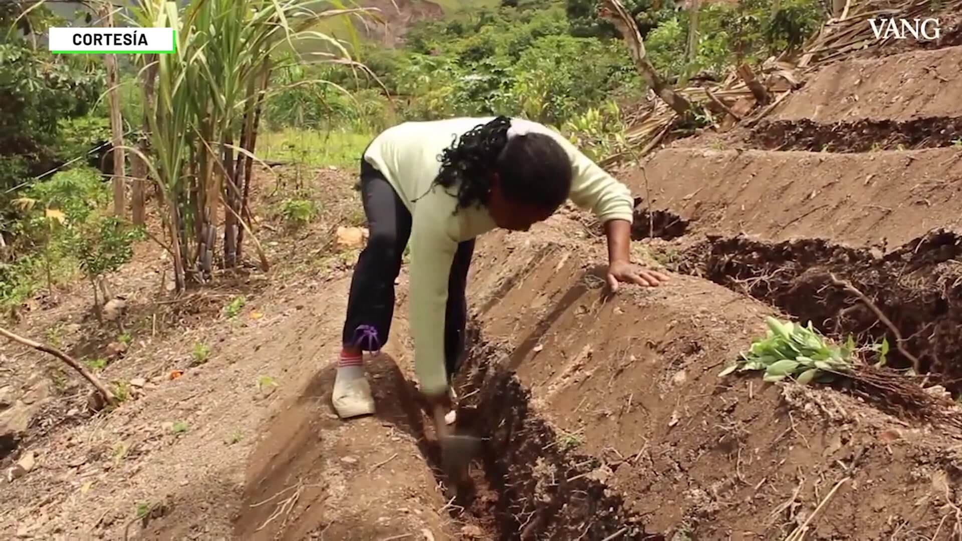 Colombia 2022: 230.000 hectáreas de cultivos ilícitos