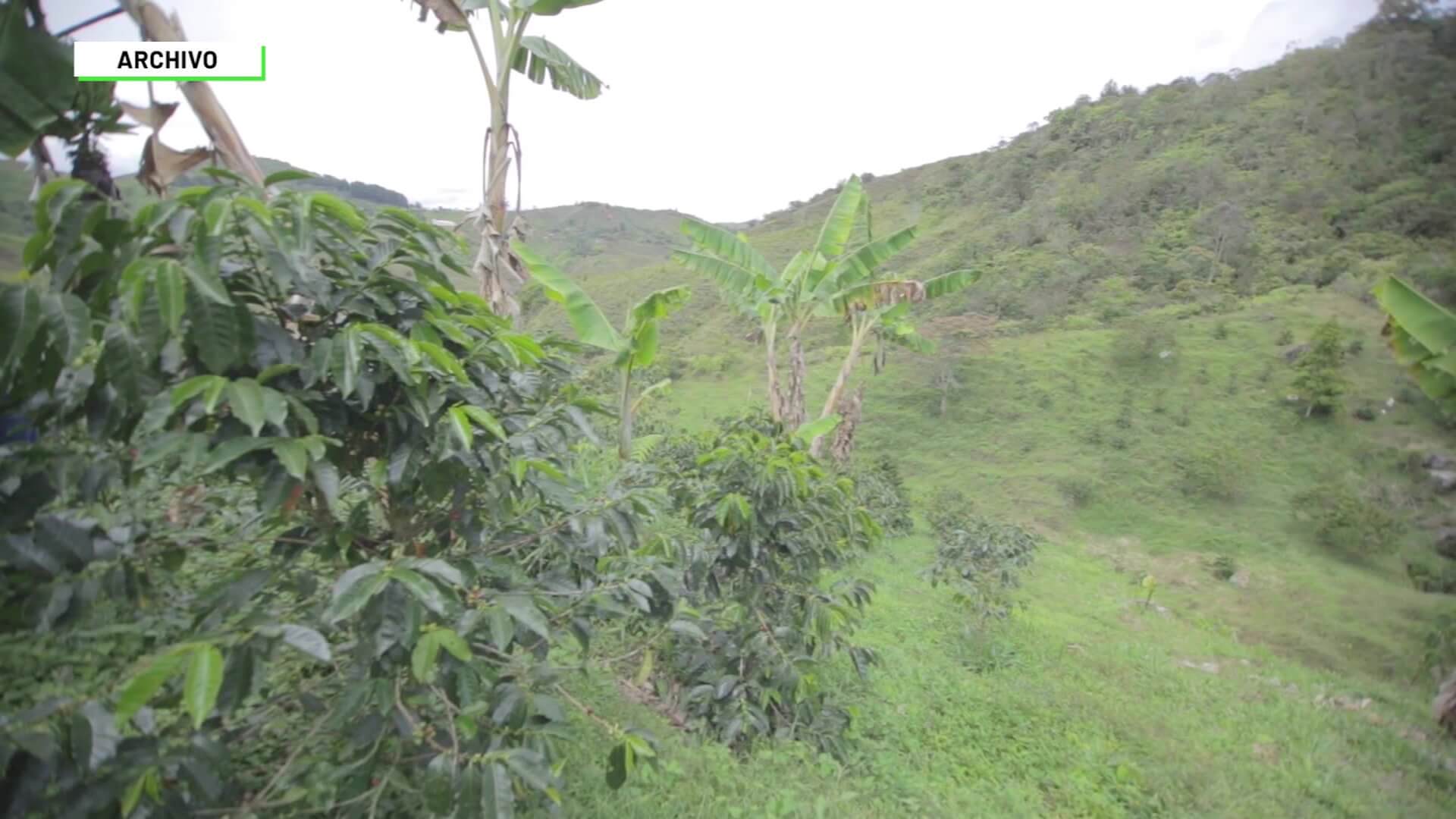 Posible aumento de inseguridad en cosecha cafetera