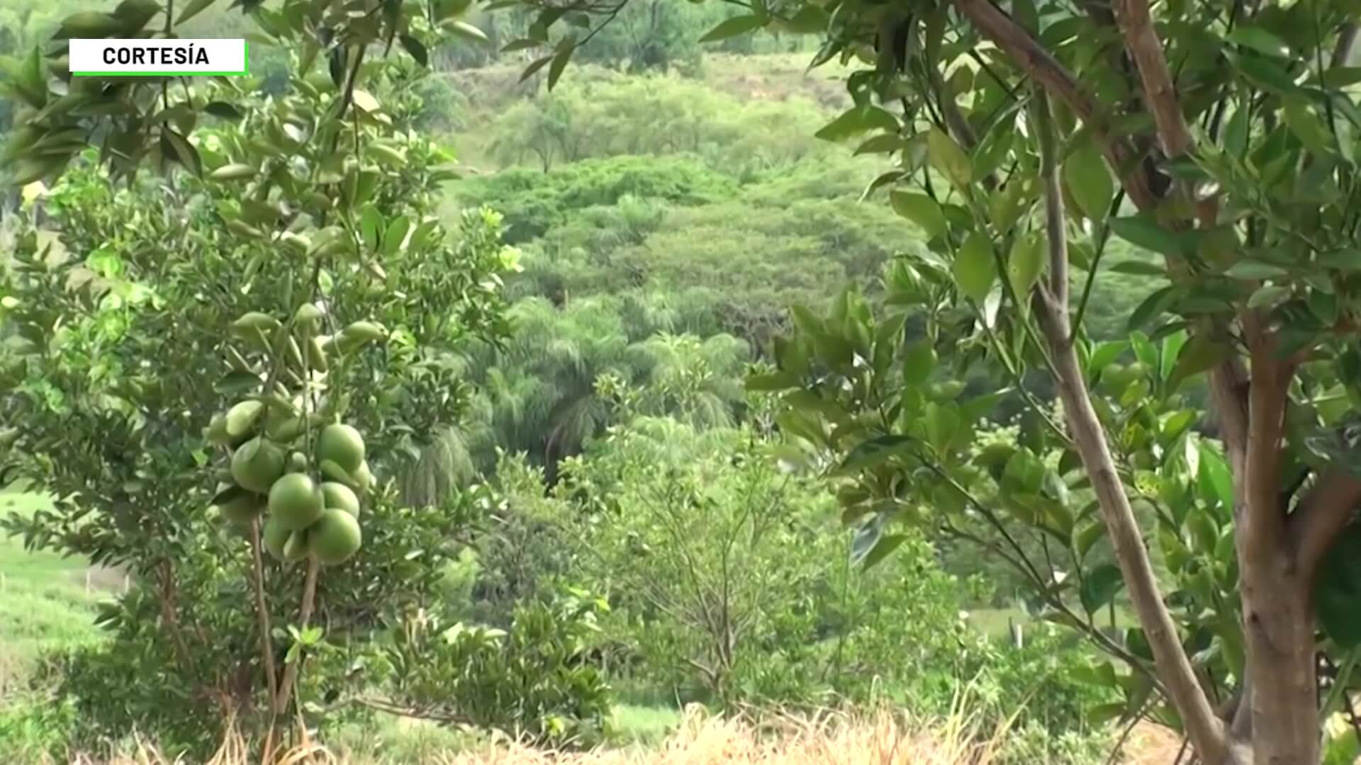 Una plaga ataca a los árboles cítricos en todo el país