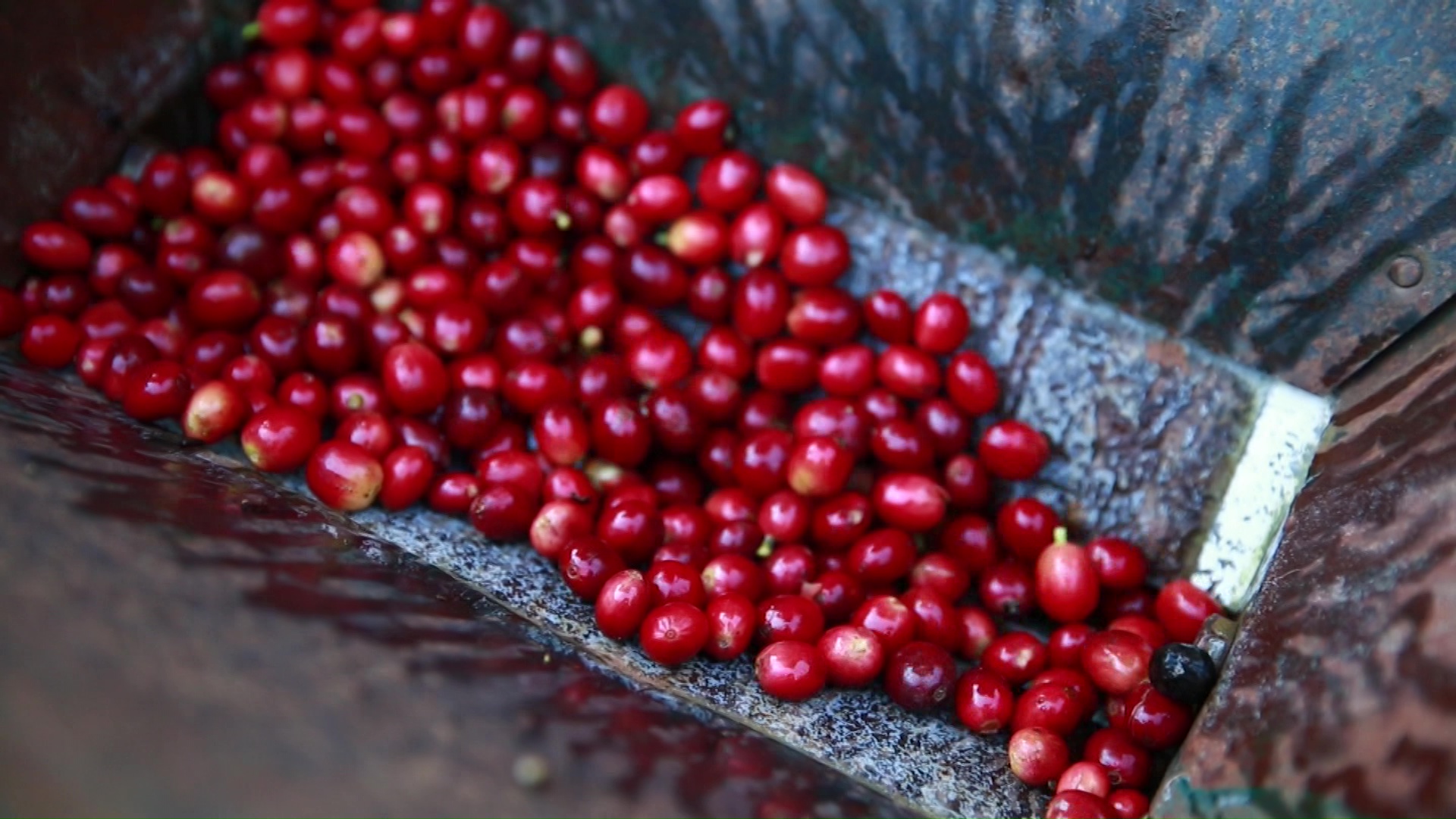 Desafíos de los cafeteros en Antioquia