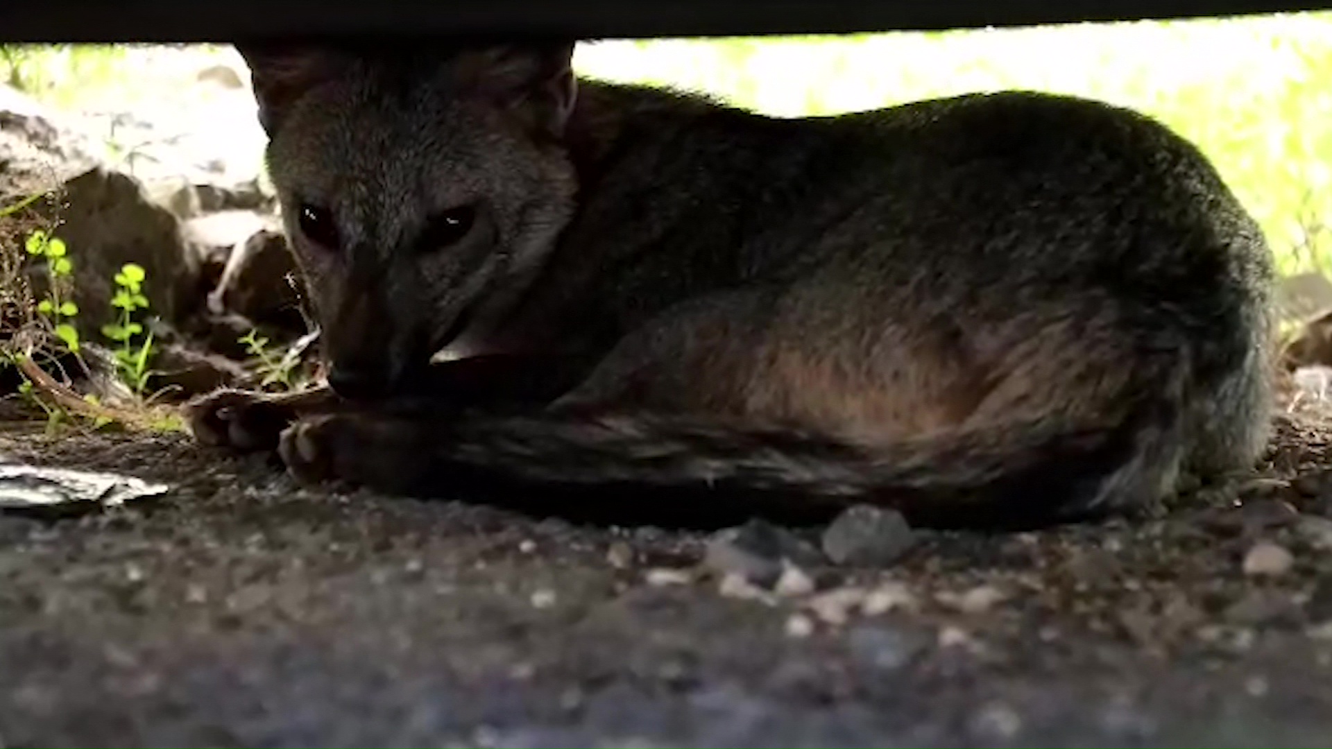 Aumenta presencia de zorros perros en áreas urbanas