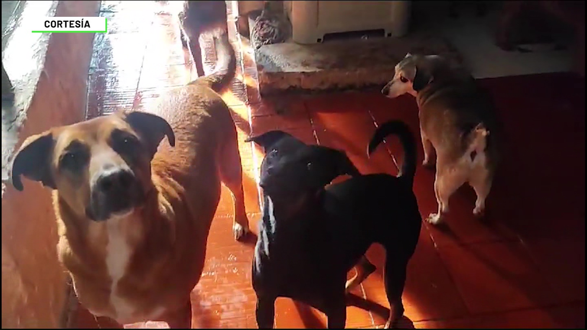 Festival ‘mono fest’ busca beneficiar a 500 animales