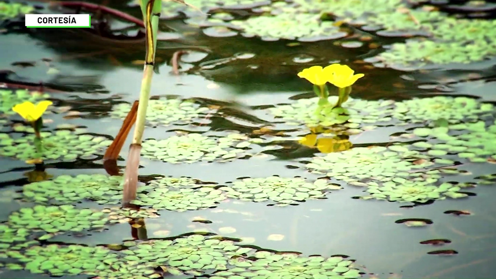 Firman acuerdo para protección ambiental en Bajo Cauca