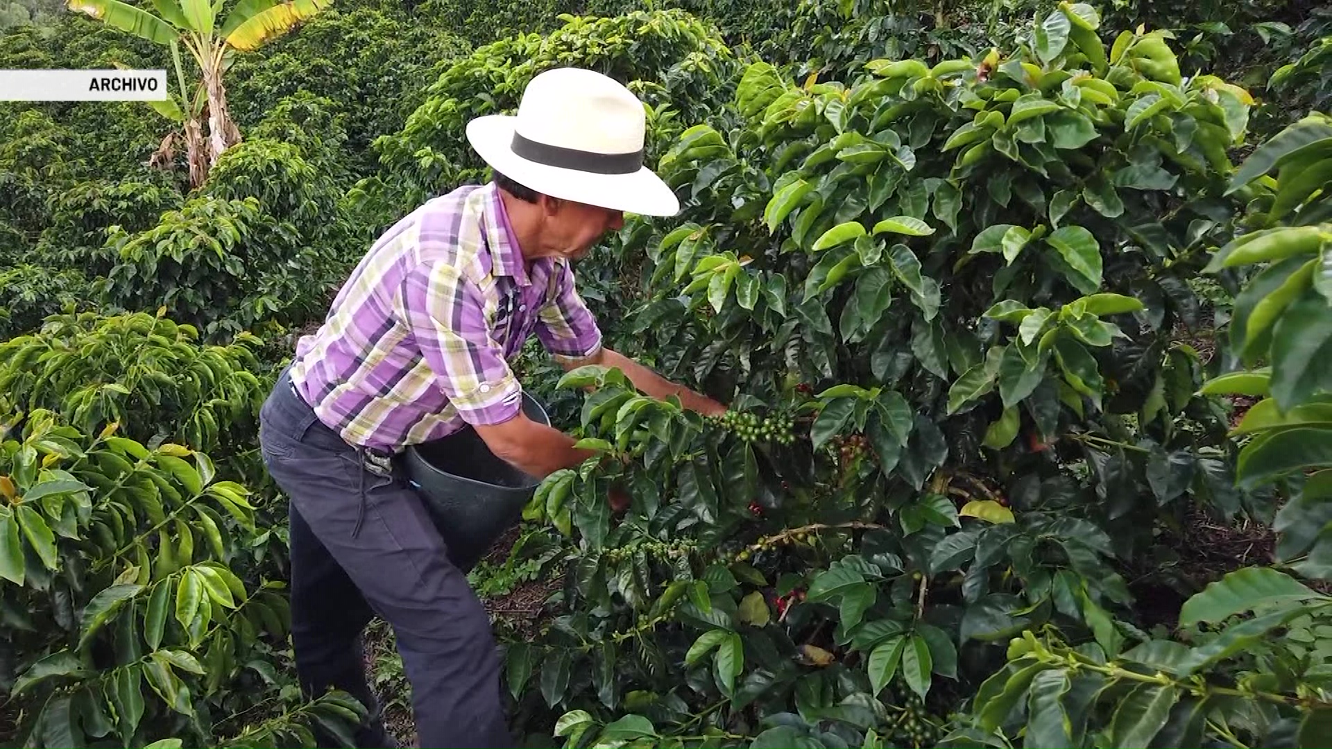 Caficultores piden subsidios económicos al gobierno