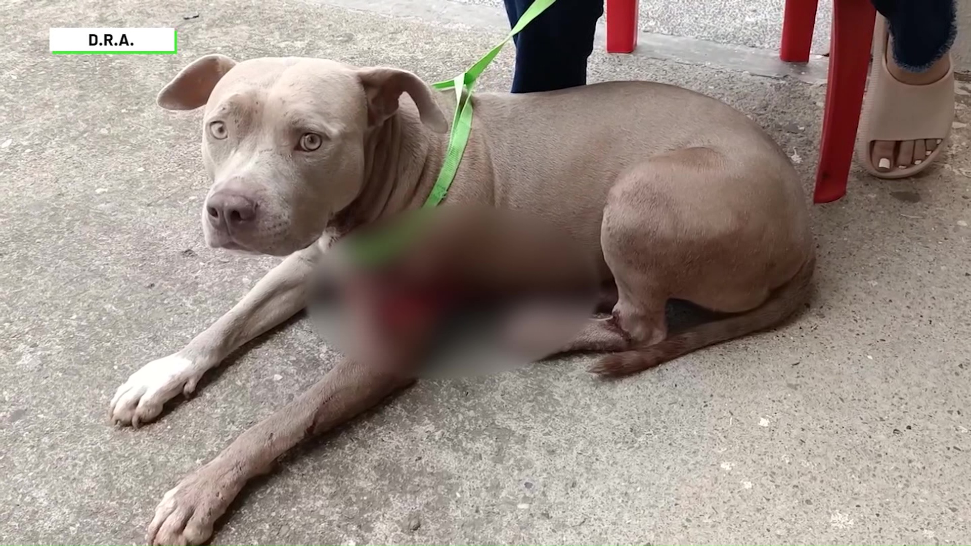 Una perrita fue macheteada en Ebéjico