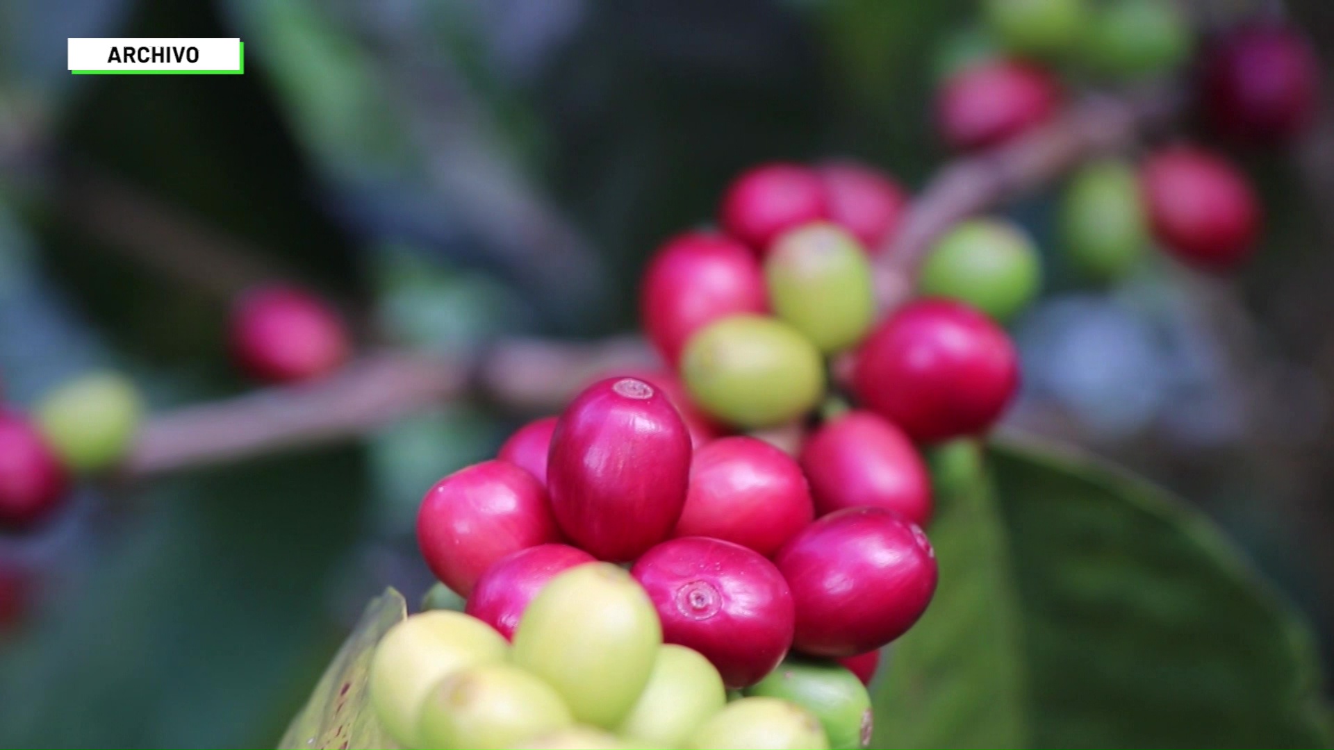 Cultivadores de café preocupados por costos de producción