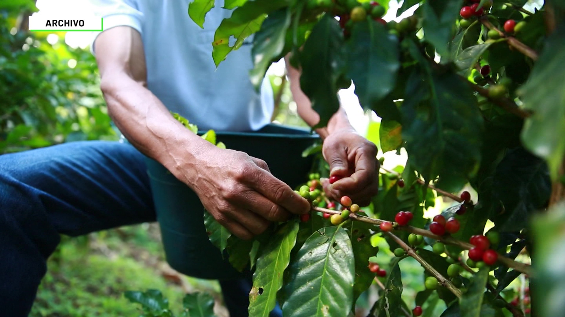 Reducción de criminal durante la cosecha cafetera – Teleantioquia Noticias