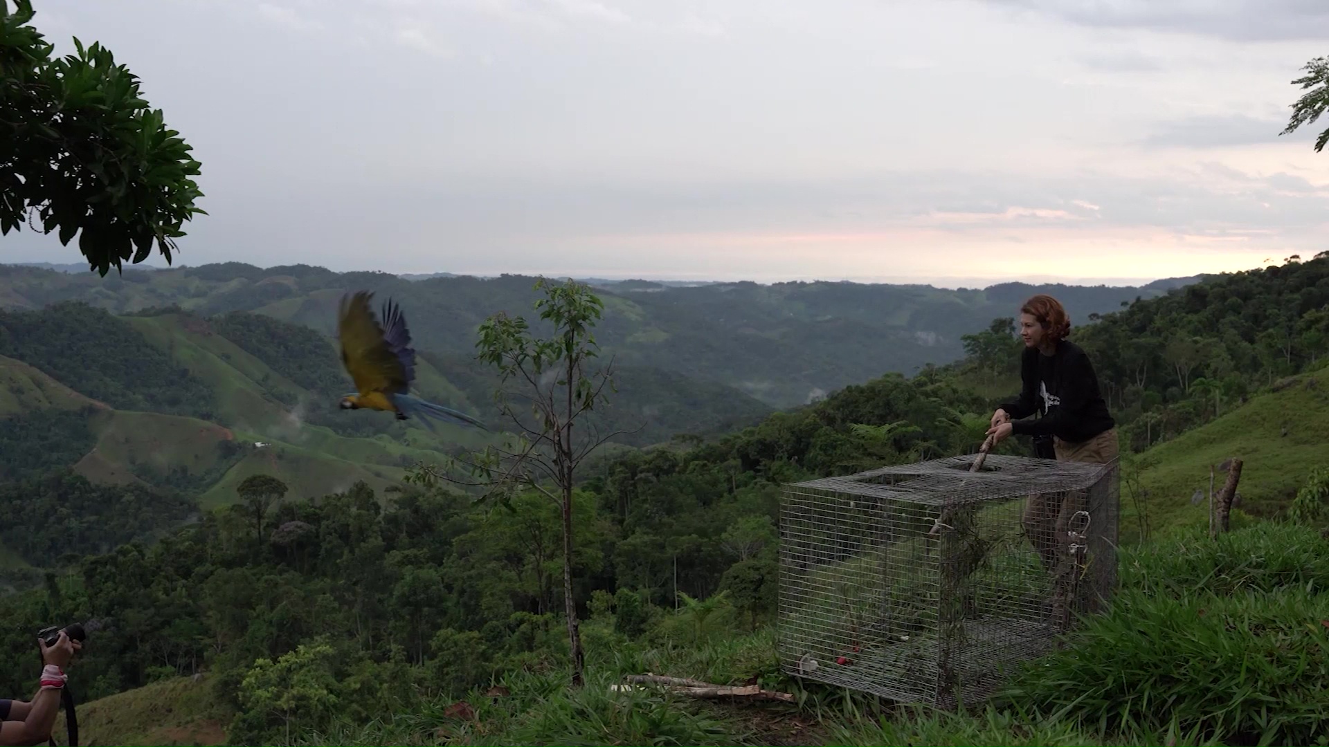 Tras su rehabilitación, liberan cinco guacamayas