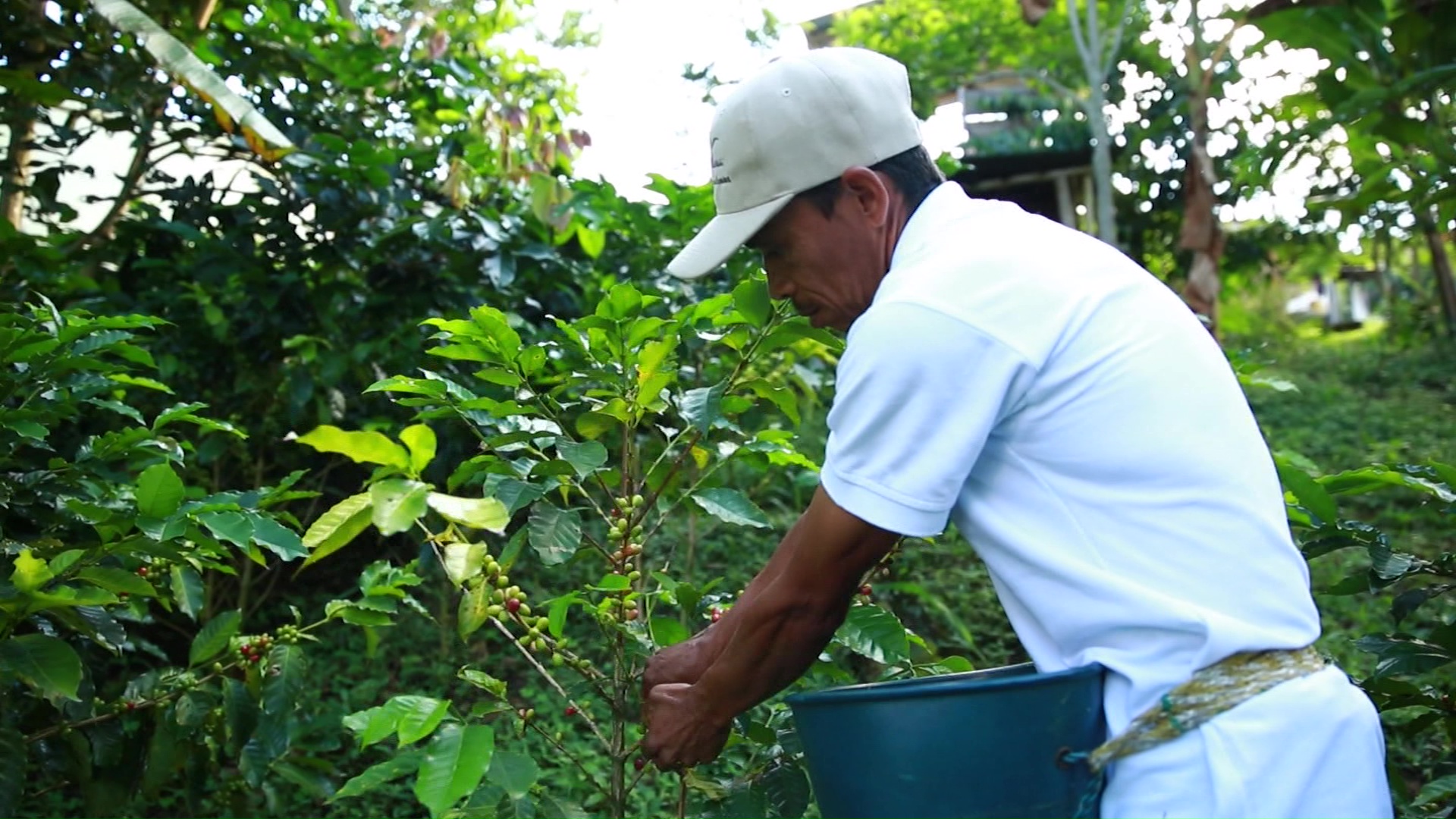 Exportación de café creció 40 %