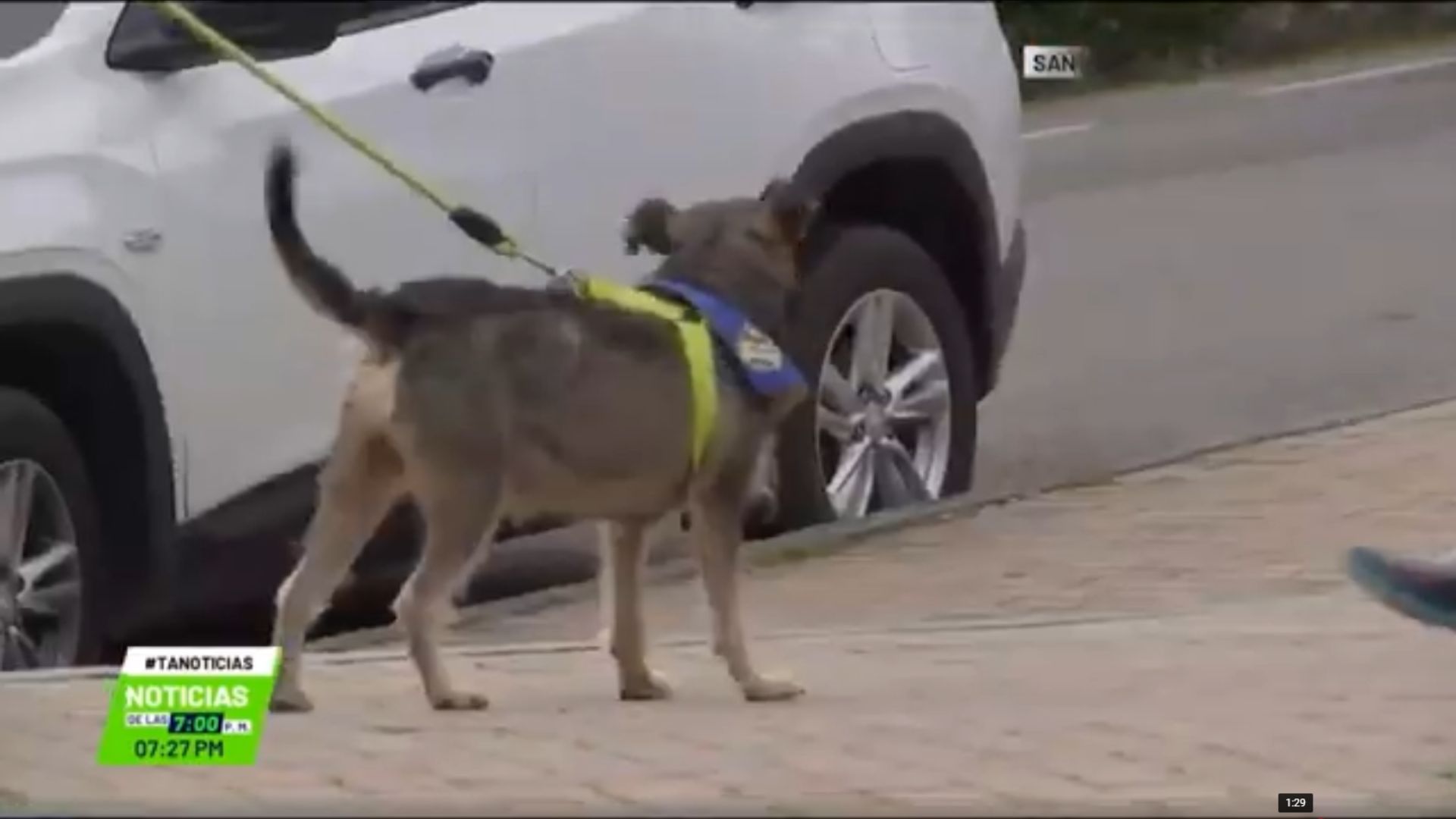 Temor en Santa Elena por envenenamiento de perros